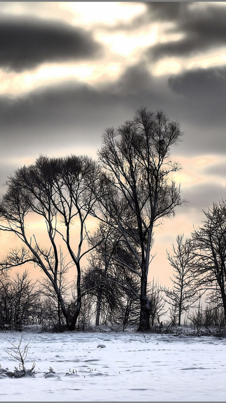 Leafless Trees on Snow Covered Ground During Sunset. Wallpaper in 750x1334 Resolution