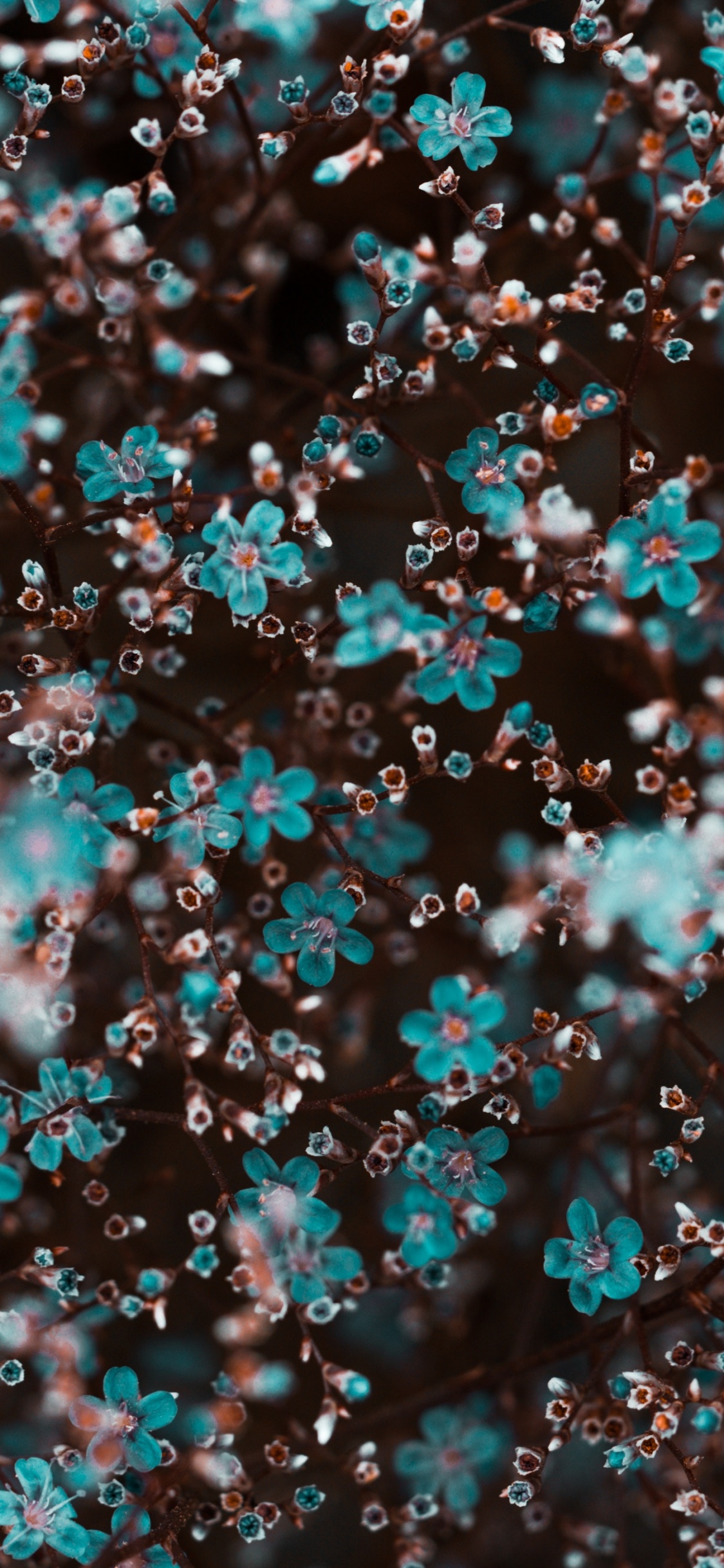 White and Pink Flower Petals. Wallpaper in 1125x2436 Resolution