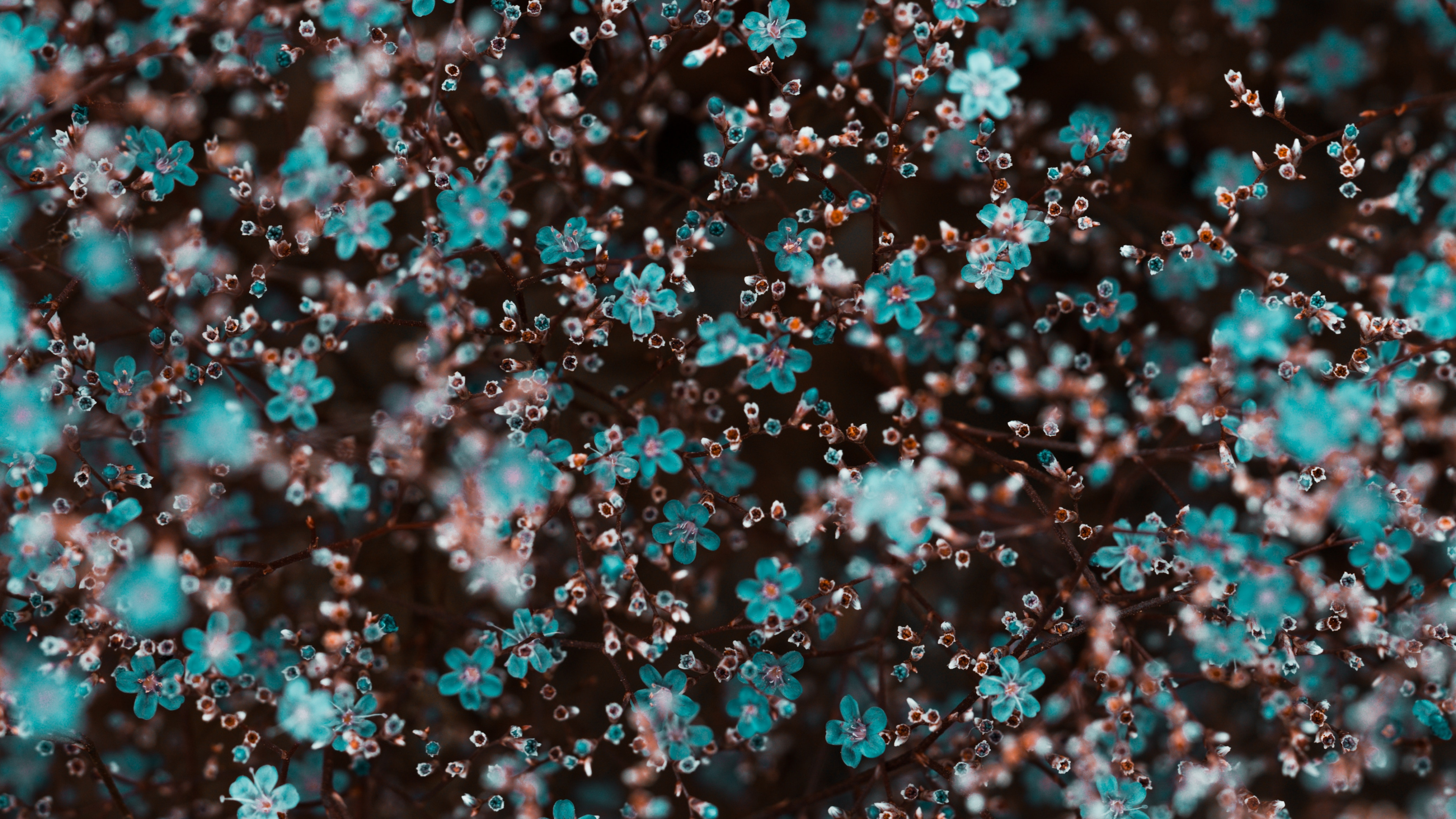 White and Pink Flower Petals. Wallpaper in 3840x2160 Resolution