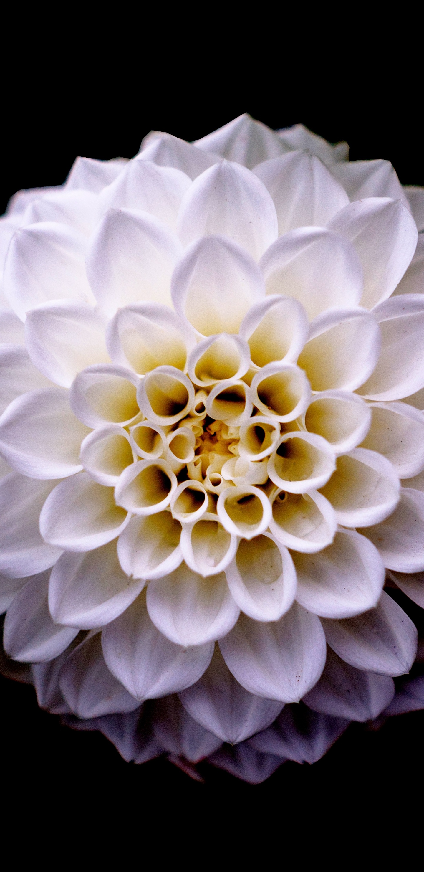 大丽花, 切花, 显花植物, Daisy的家庭, 花粉 壁纸 1440x2960 允许