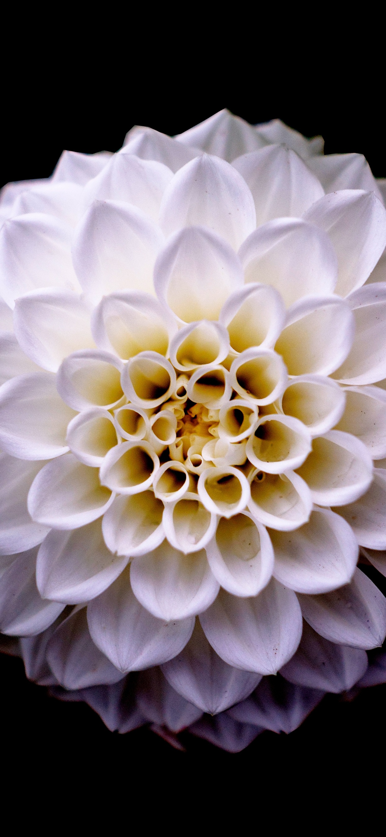 Weiße Blume Mit Schwarzem Hintergrund. Wallpaper in 1242x2688 Resolution