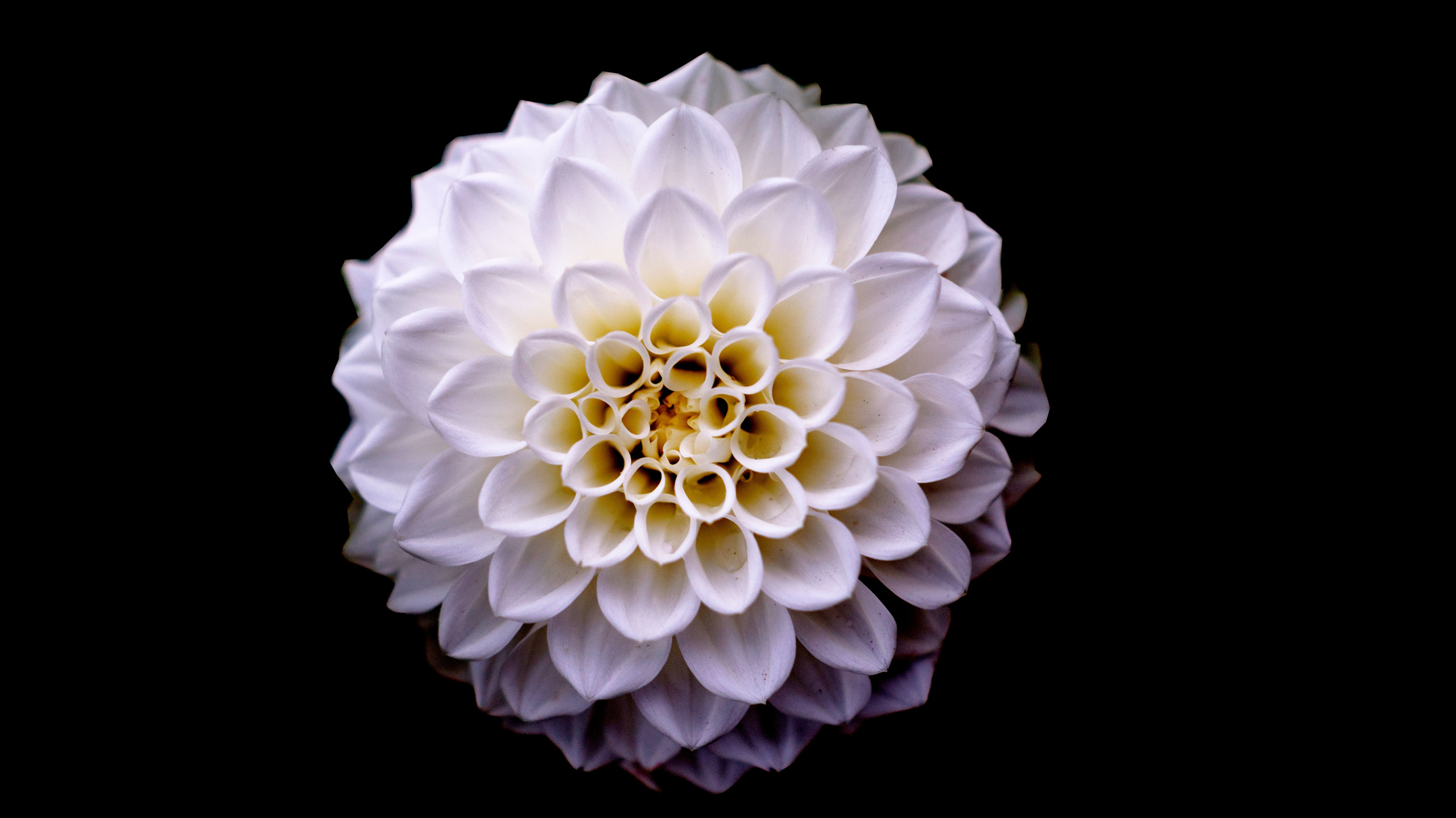 Weiße Blume Mit Schwarzem Hintergrund. Wallpaper in 2560x1440 Resolution