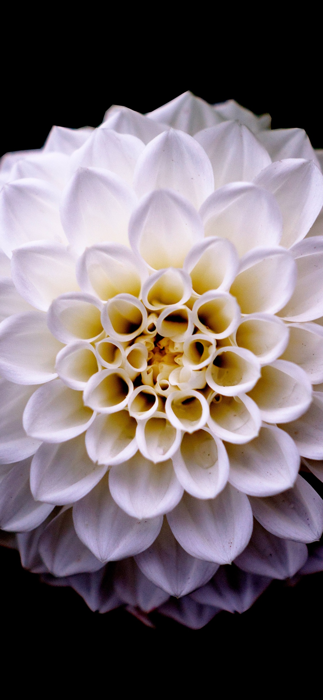 Fleur Blanche Sur Fond Noir. Wallpaper in 1125x2436 Resolution