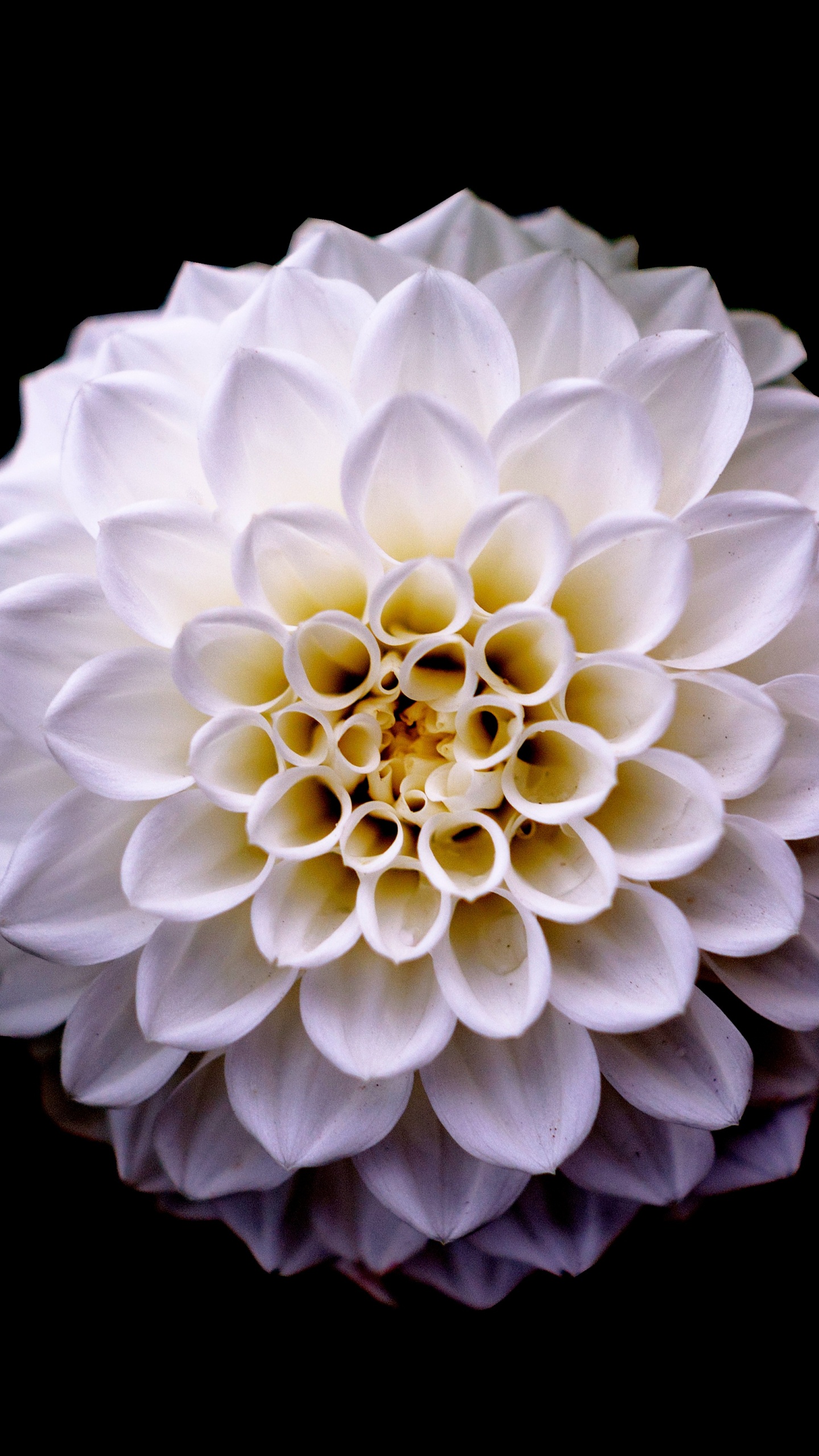 Fleur Blanche Sur Fond Noir. Wallpaper in 1440x2560 Resolution