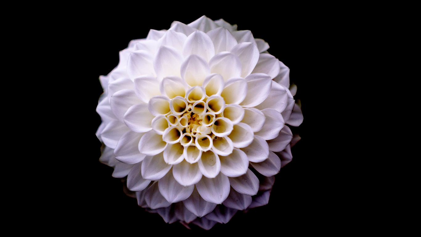 White Flower With Black Background. Wallpaper in 1366x768 Resolution