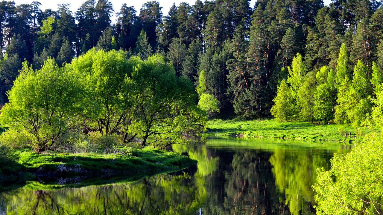 Green Trees Beside River During Daytime. Wallpaper in 1280x720 Resolution