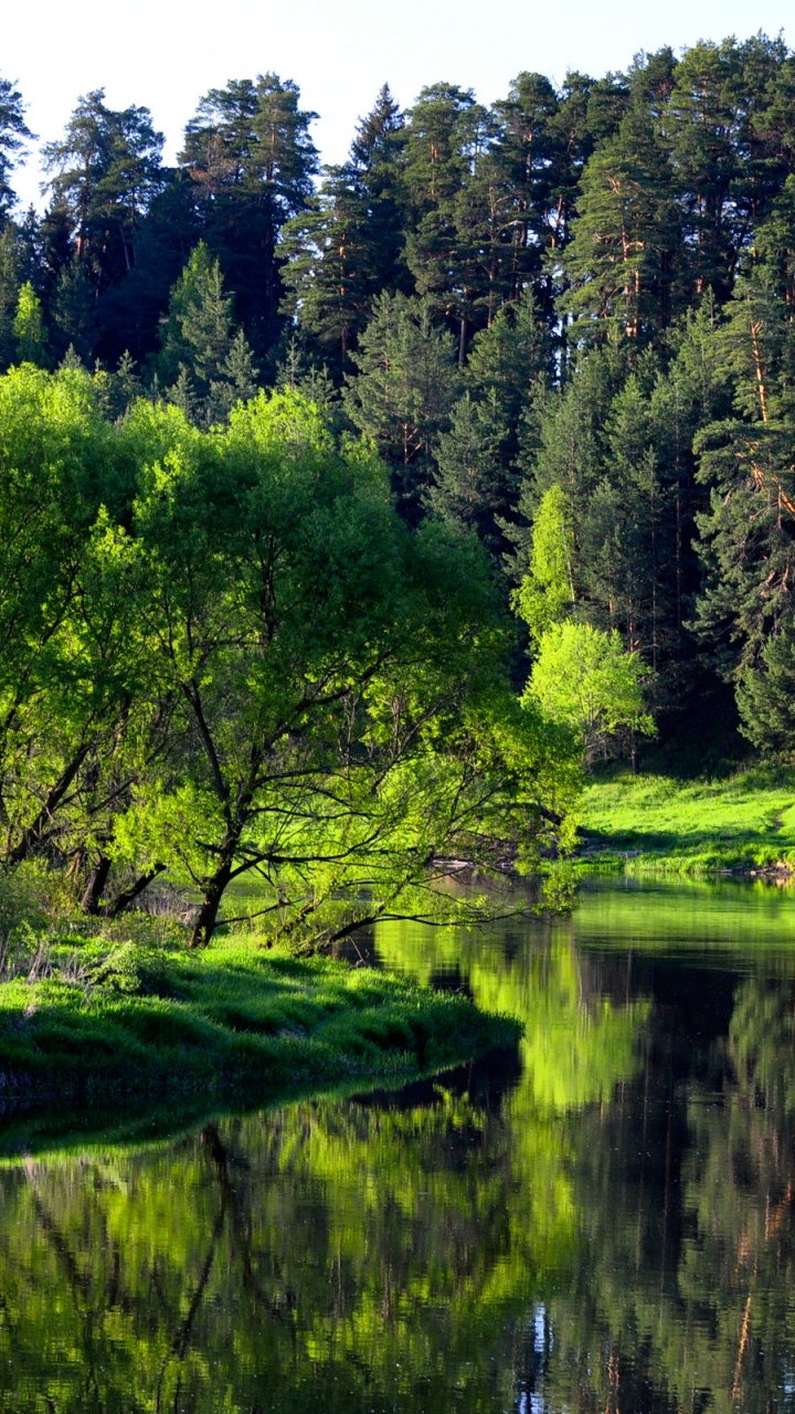 Tagsüber Grüne Bäume am Fluss. Wallpaper in 720x1280 Resolution