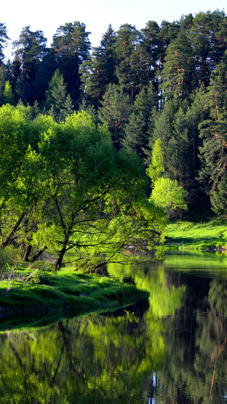 Tagsüber Grüne Bäume am Fluss. Wallpaper in 750x1334 Resolution