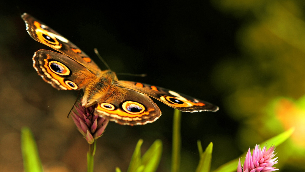 Brown and Black Butterfly on Green Plant. Wallpaper in 1280x720 Resolution