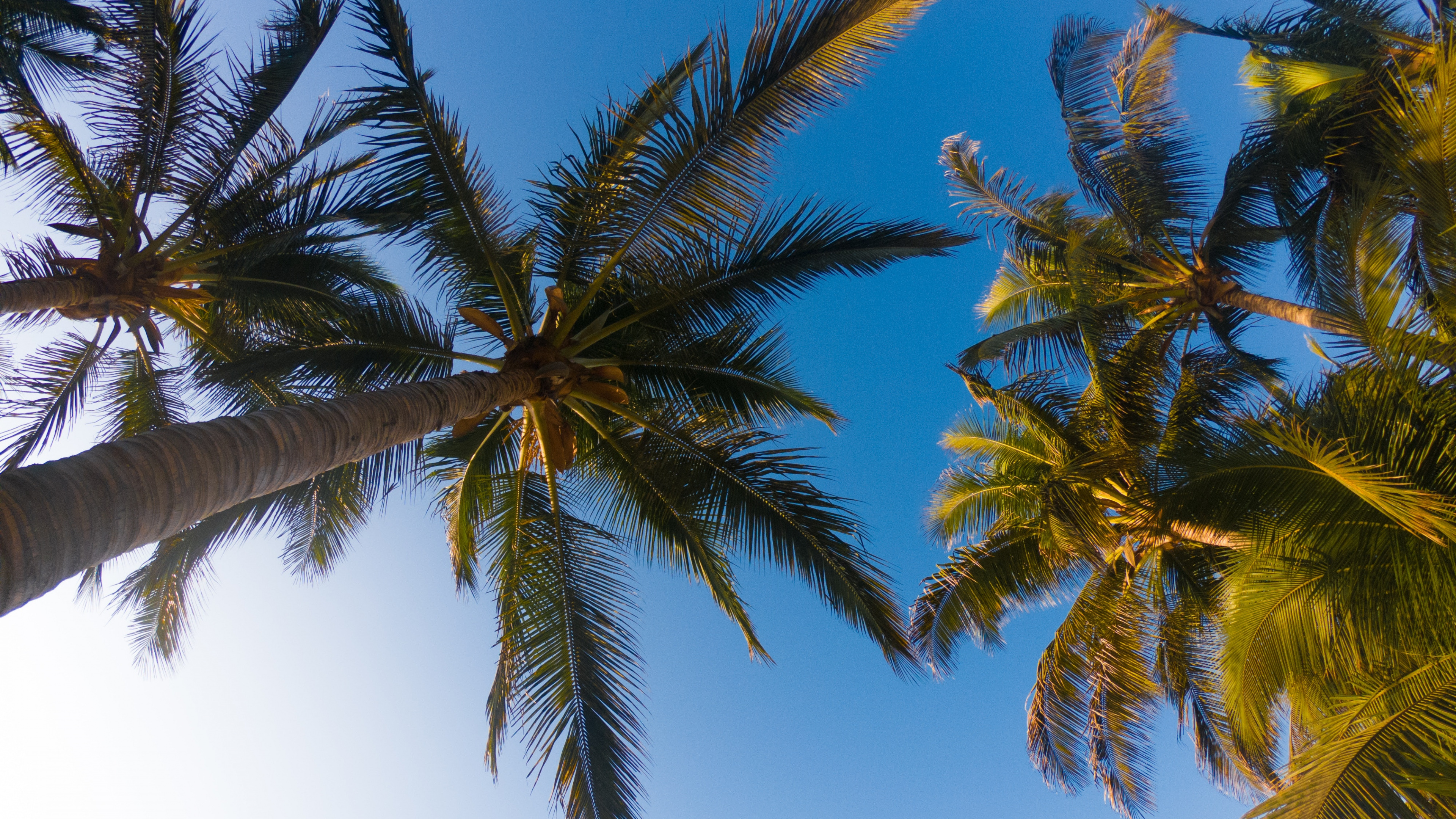 Palm Trees, Tree, Palm Tree, Daytime, Elaeis. Wallpaper in 3840x2160 Resolution