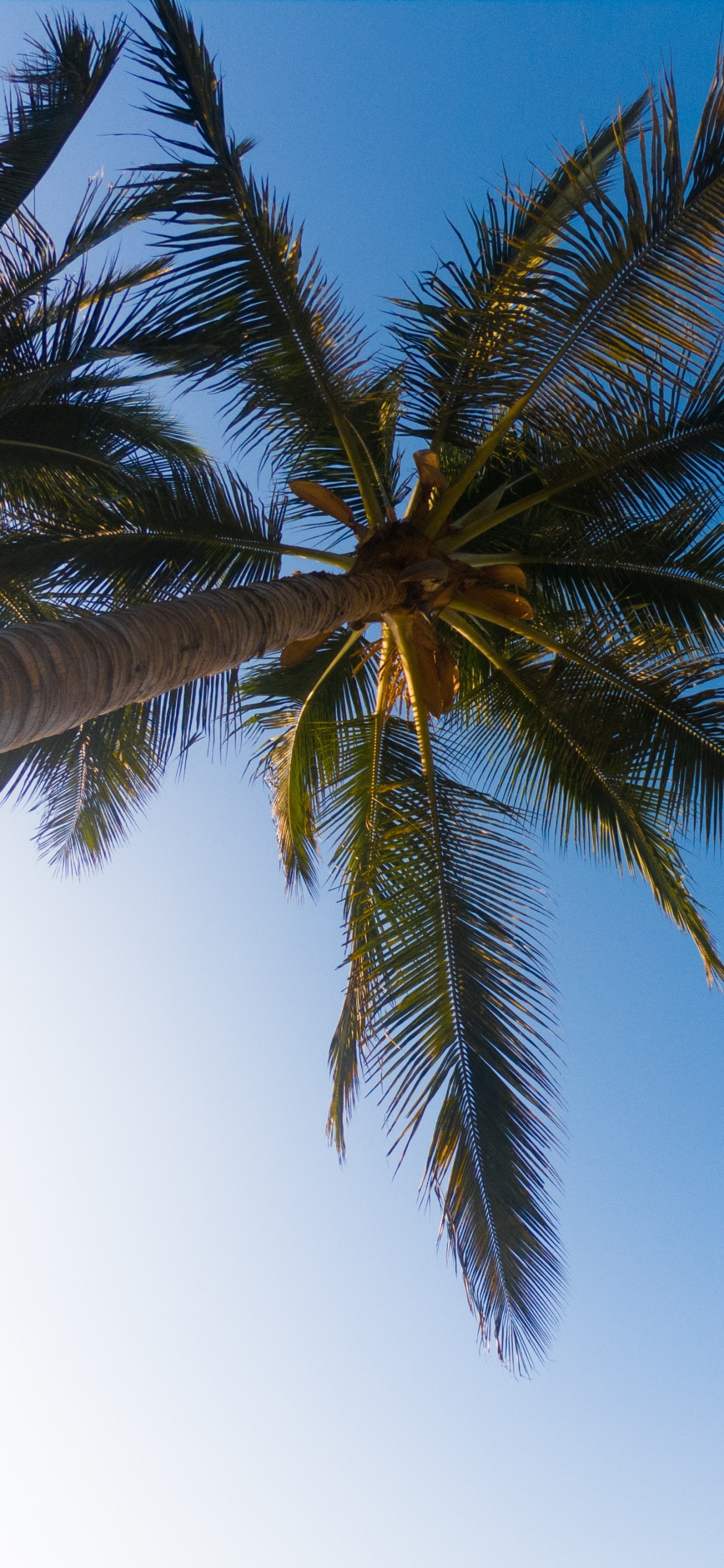 Palme, Baum, Tageszeit, Elaeis, Vegetation. Wallpaper in 1242x2688 Resolution