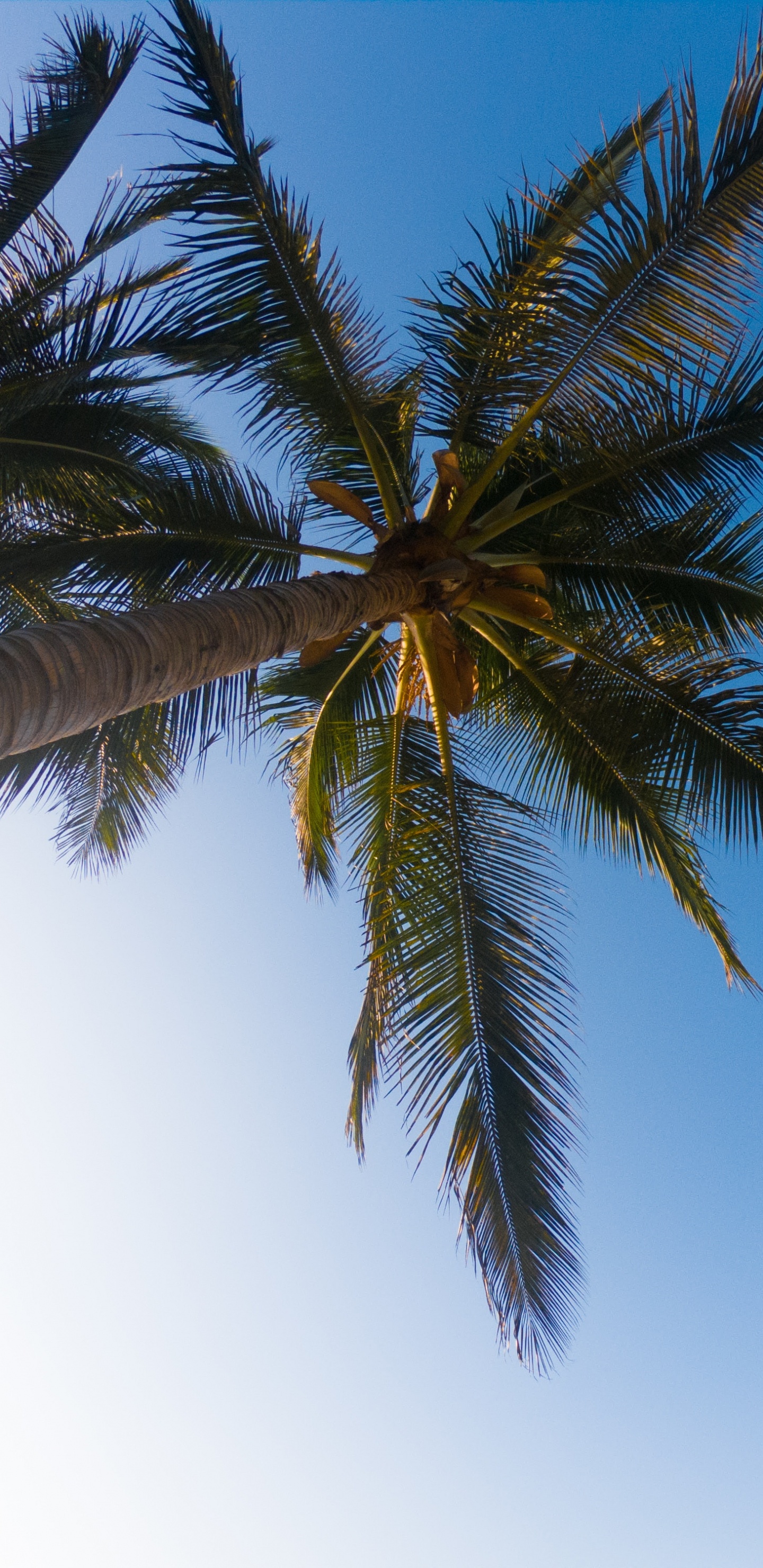 Palmier, la Journée, Elaeis, Végétation, Blue. Wallpaper in 1440x2960 Resolution