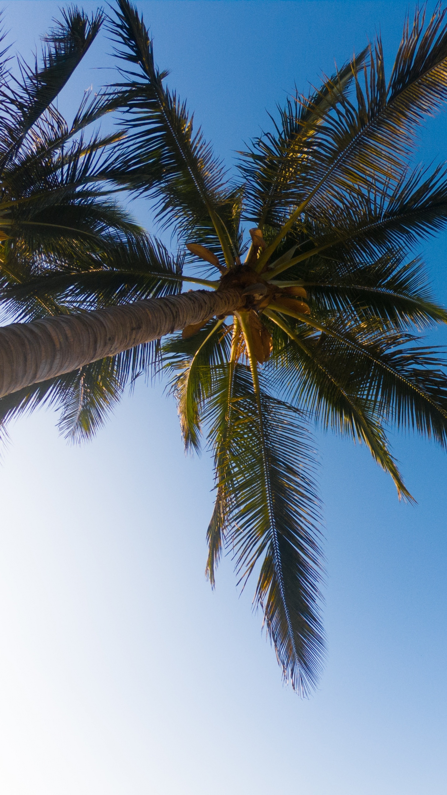 Palmera, Elaeis, la Vegetación, Azul, Planta Leñosa. Wallpaper in 1440x2560 Resolution