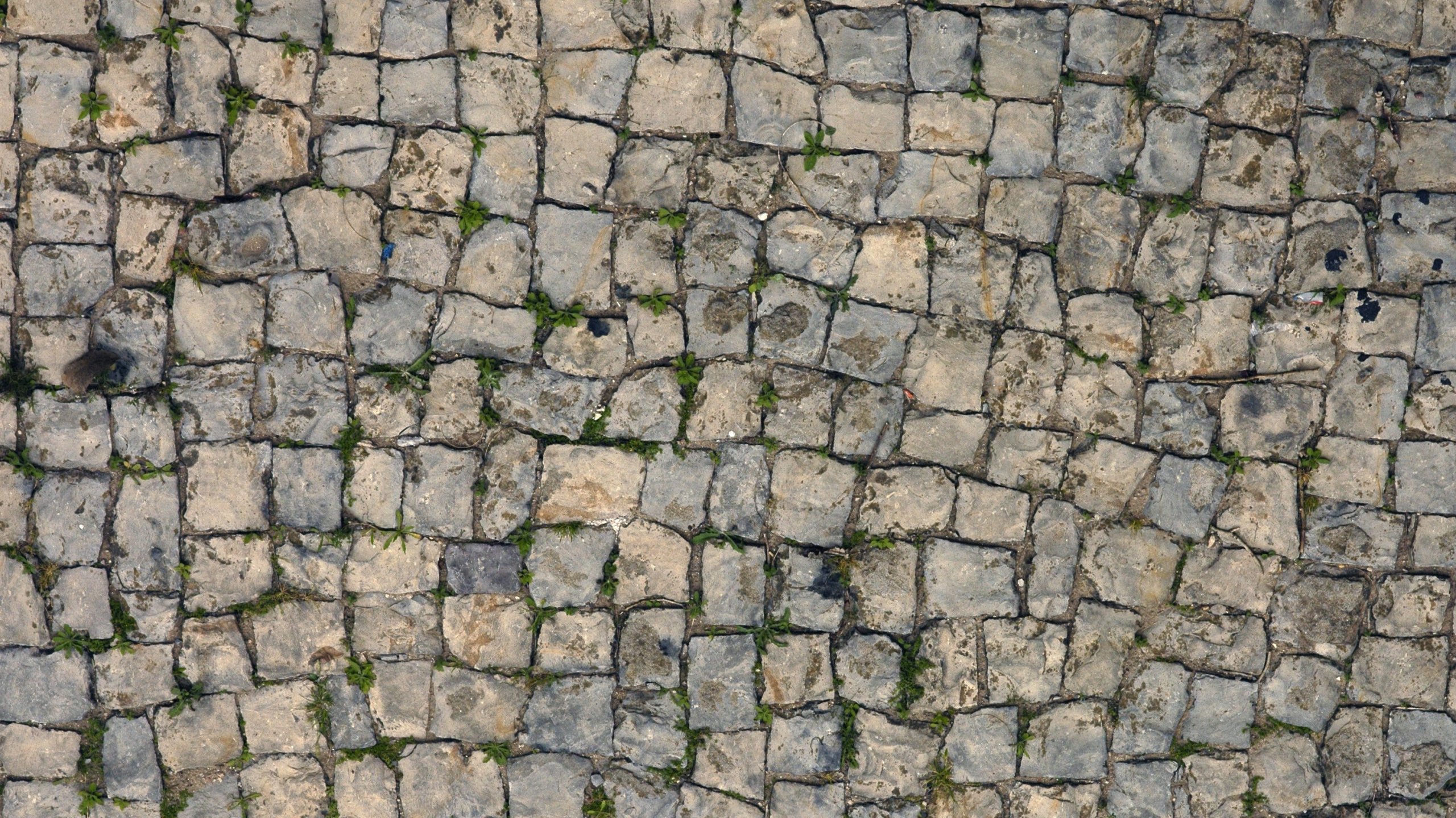 Grüne Und Graue Mauer. Wallpaper in 2560x1440 Resolution