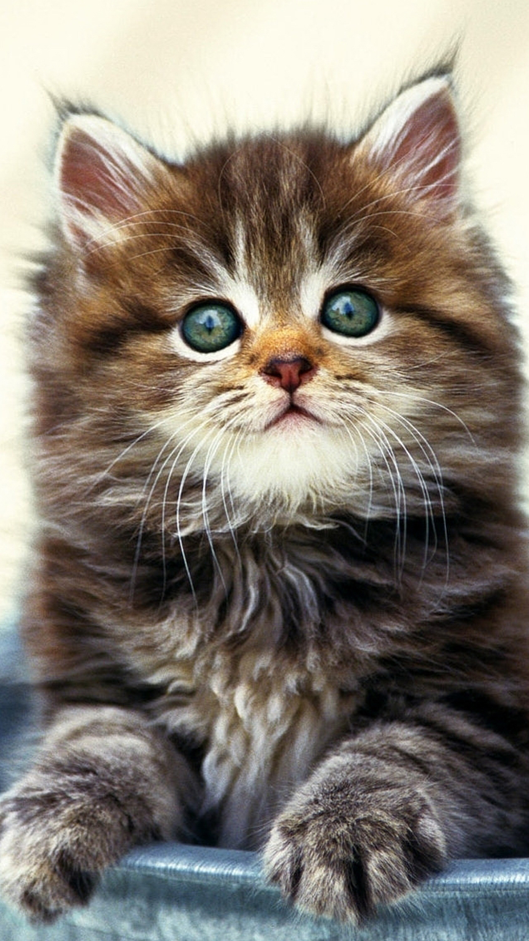 Feliz Cumpleaños Flores Gatos, Maine Coon, Gato Munchkin, Gato Napoleón, Devon Rex. Wallpaper in 1080x1920 Resolution