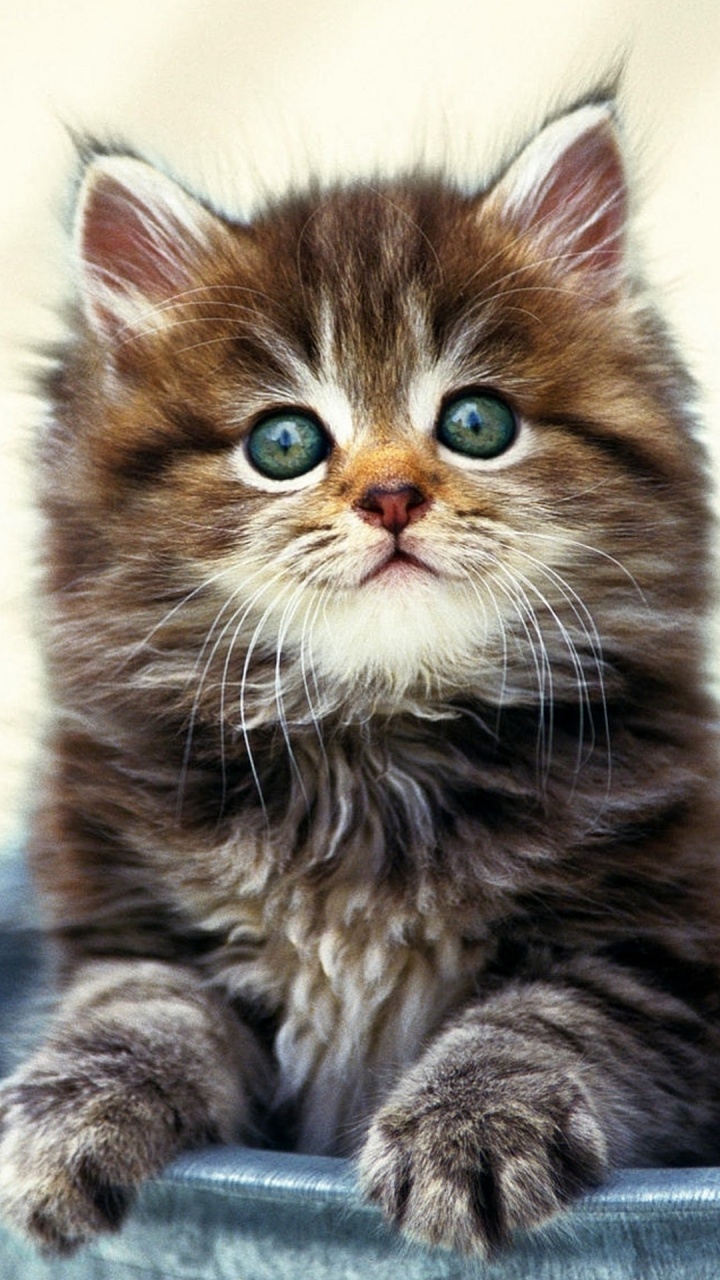 缅因, 矮的猫, 挪威森林猫, 猫繁殖, 小猫 壁纸 720x1280 允许