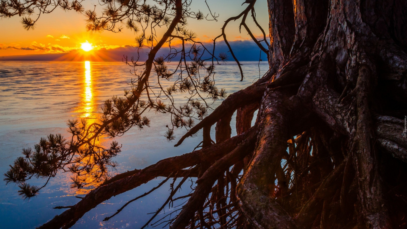 Tronc D'arbre Brun Sur un Plan D'eau Bleu Pendant le Coucher du Soleil. Wallpaper in 1366x768 Resolution