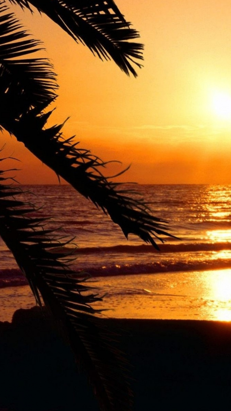 棕榈海滩, 日落海滩, 迈阿密海滩, 假期出租, 日落 壁纸 750x1334 允许