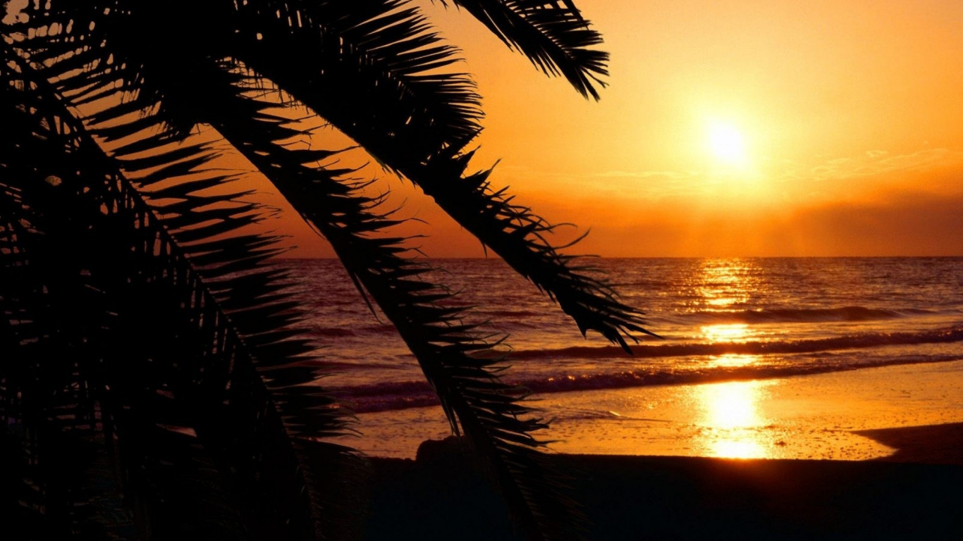 Silueta de Palmera Cerca Del Cuerpo de Agua Durante la Puesta de Sol. Wallpaper in 1366x768 Resolution