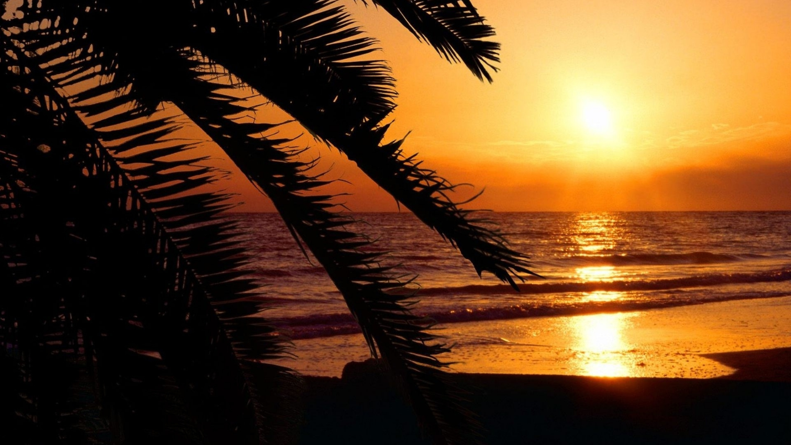 Silhouette of Palm Tree Near Body of Water During Sunset. Wallpaper in 2560x1440 Resolution