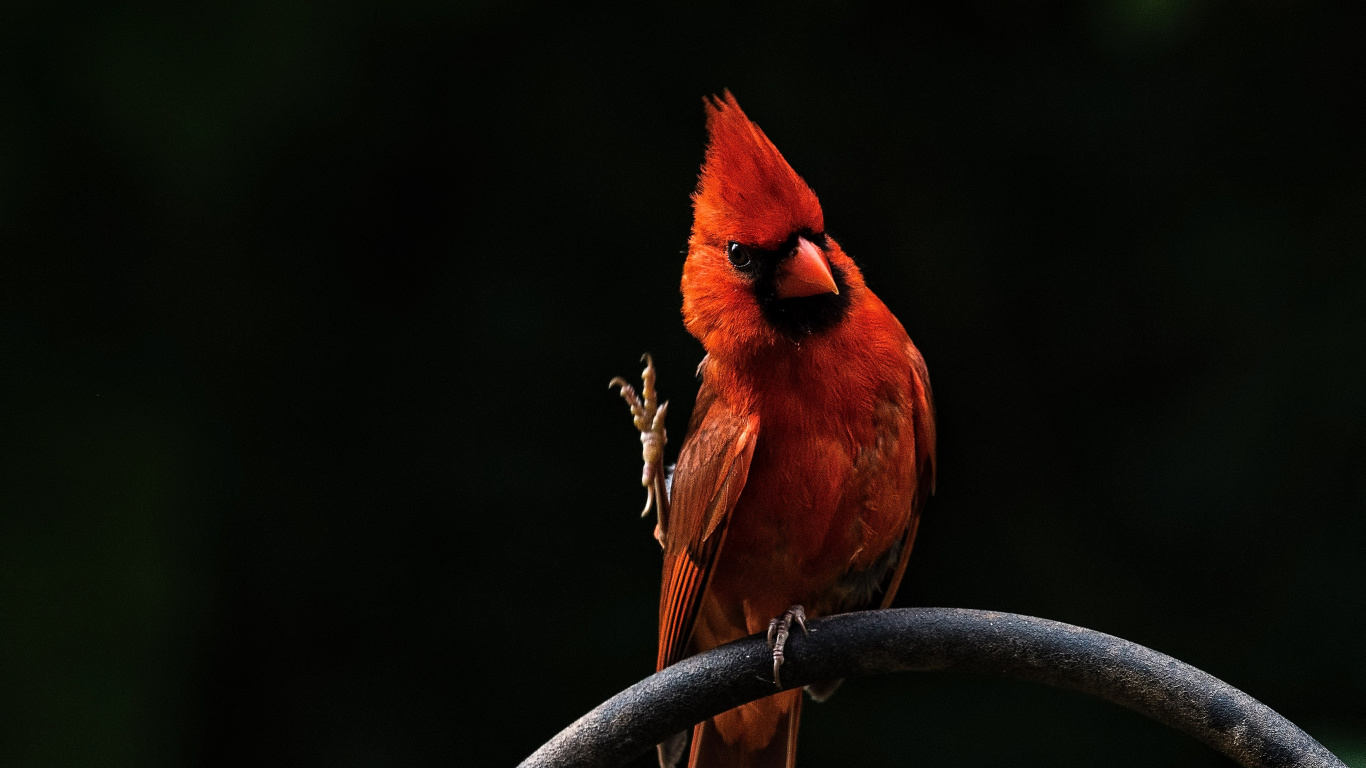 Oiseau Cardinal Rouge Sur Barre de Métal Gris. Wallpaper in 1366x768 Resolution