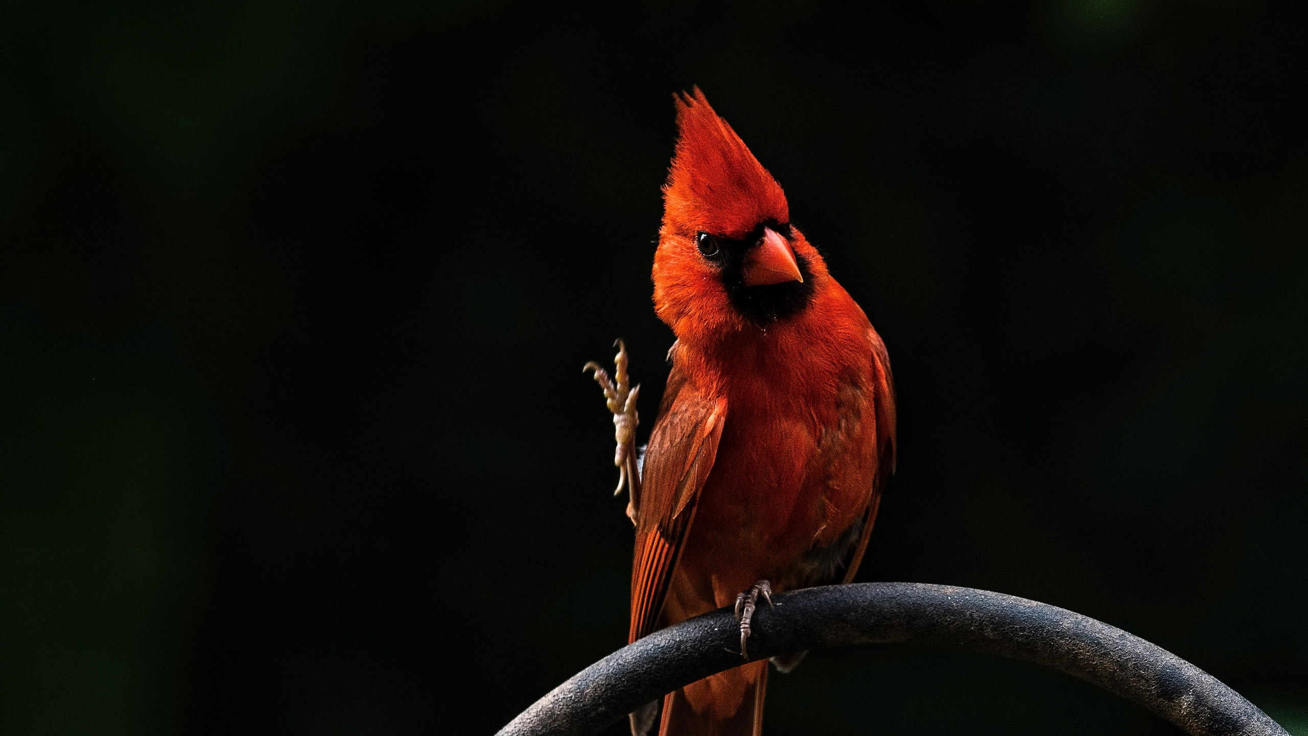 Oiseau Cardinal Rouge Sur Barre de Métal Gris. Wallpaper in 2560x1440 Resolution