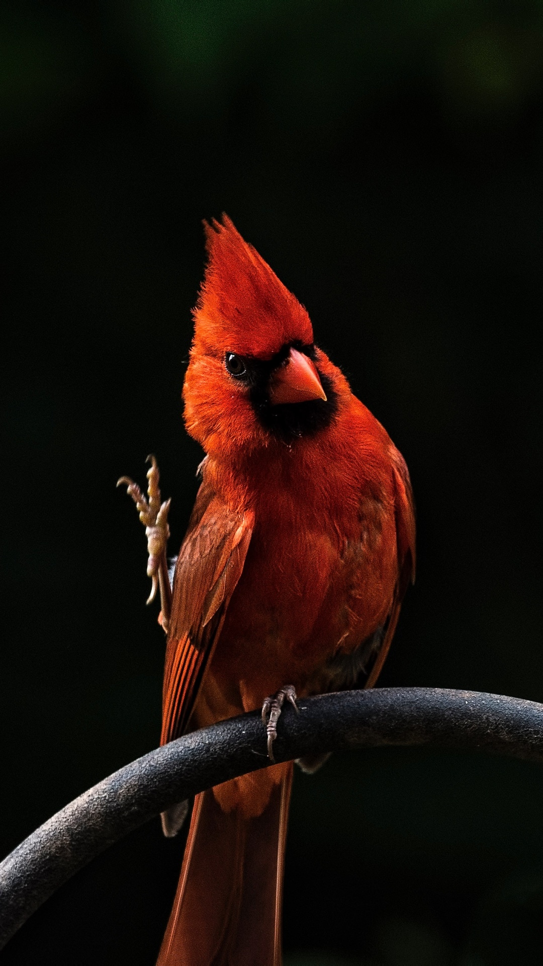 Red Cardinal Bird on Gray Metal Bar. Wallpaper in 1080x1920 Resolution