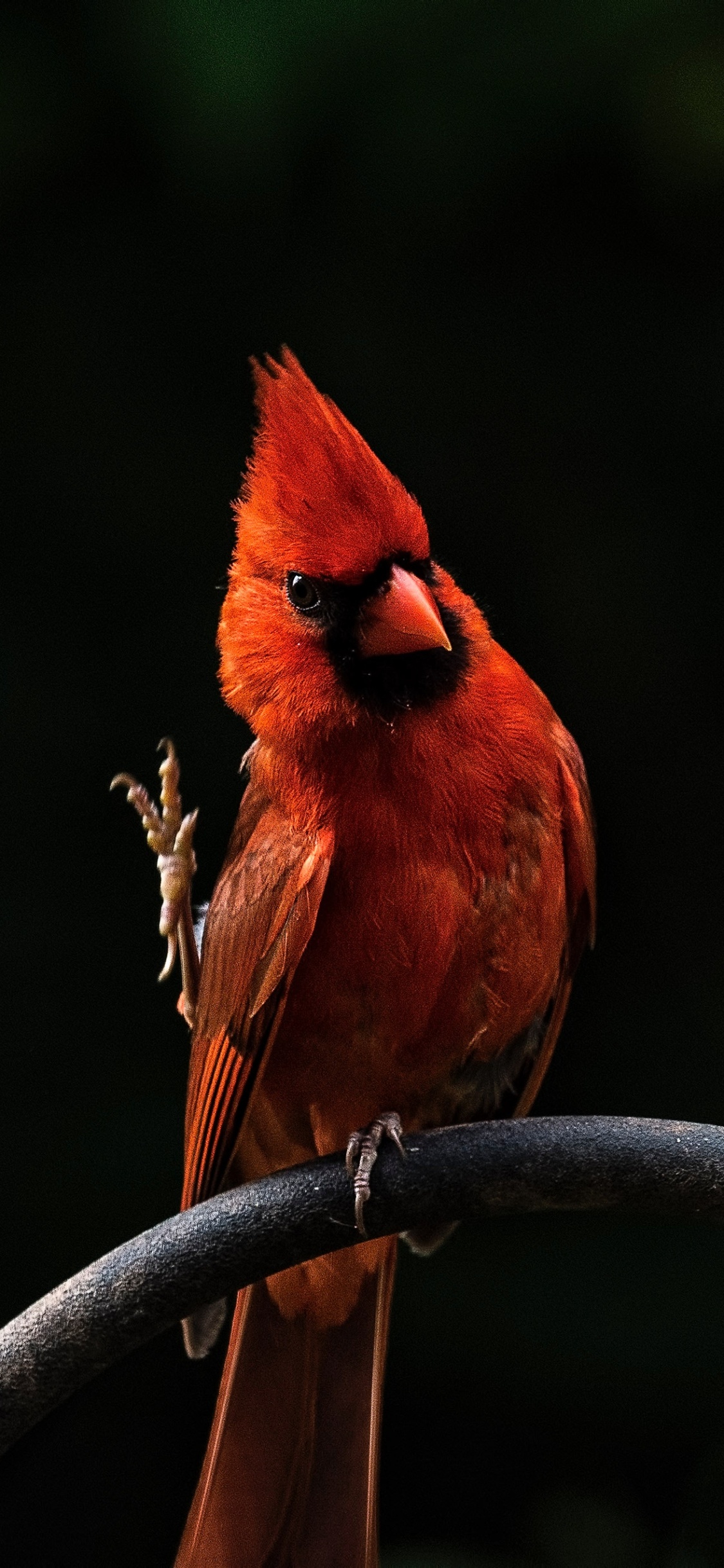 Red Cardinal Bird on Gray Metal Bar. Wallpaper in 1125x2436 Resolution