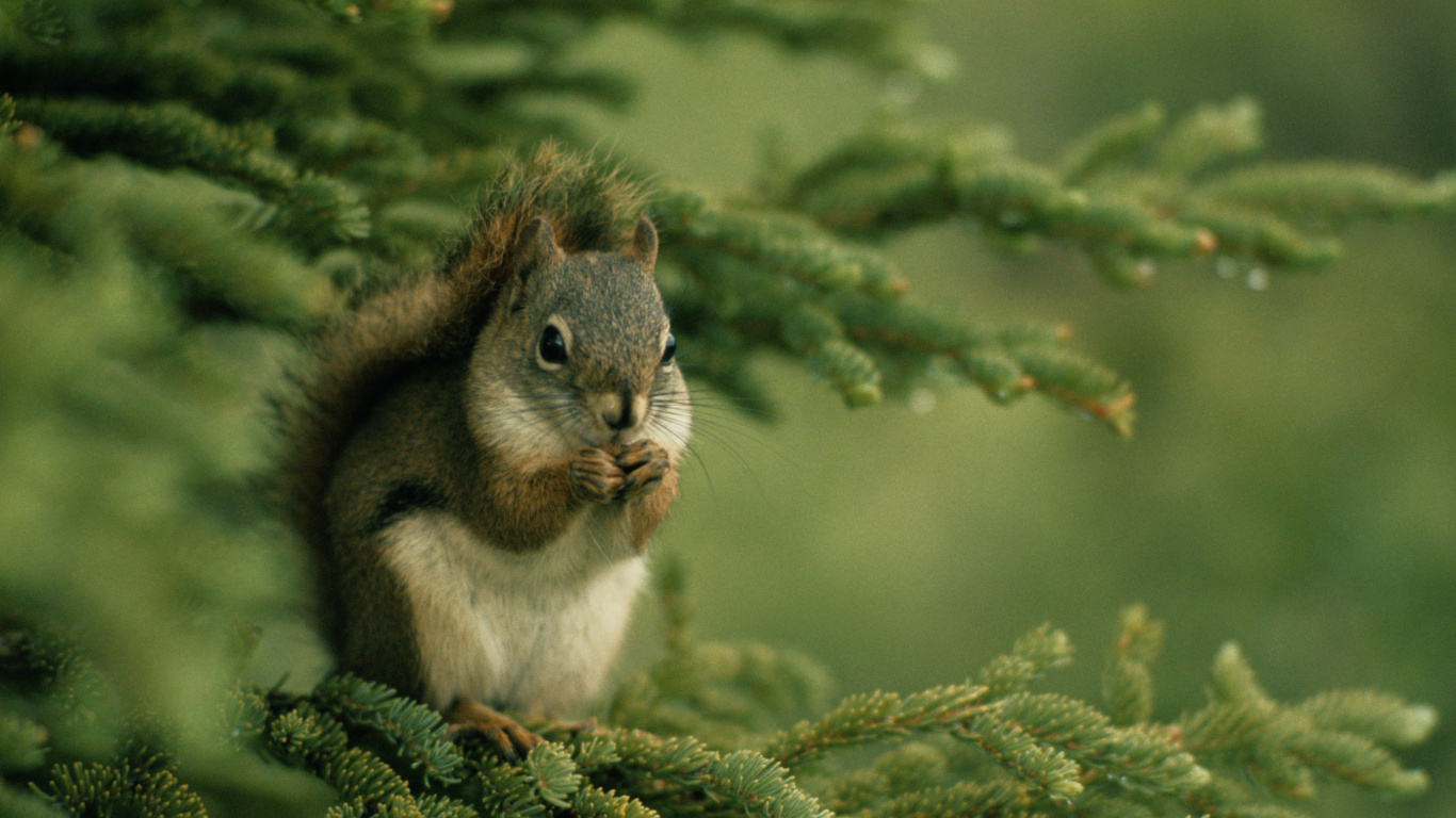 Braunes Und Weißes Eichhörnchen Auf Grünem Baum. Wallpaper in 1366x768 Resolution