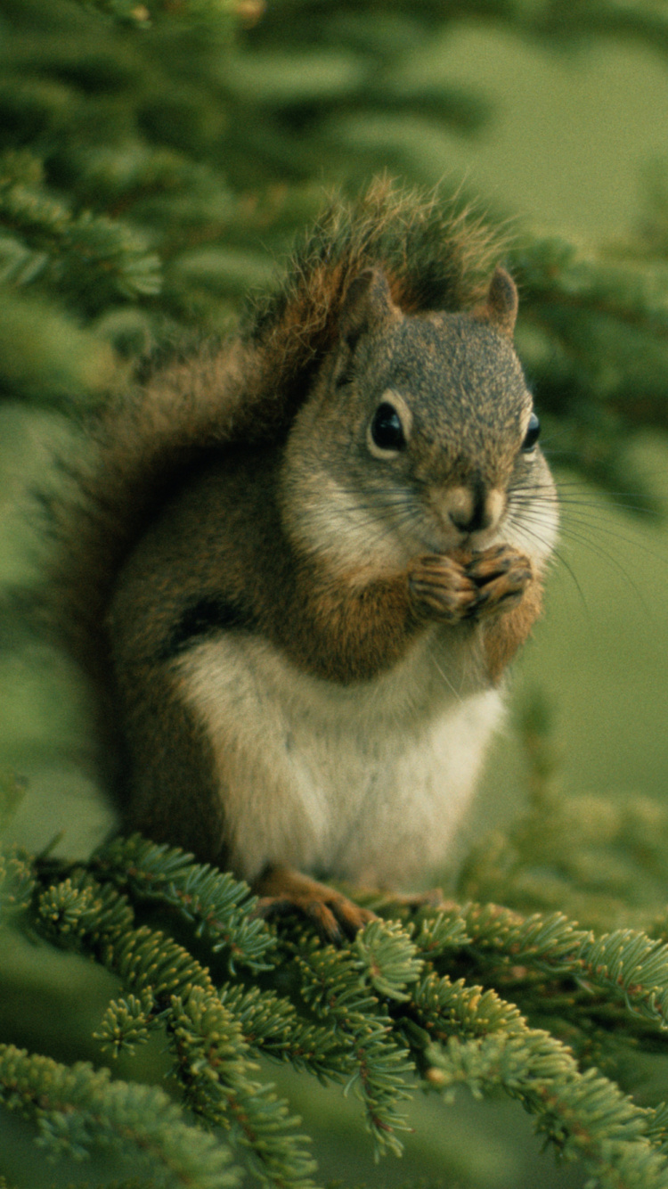 Brown and White Squirrel on Green Tree. Wallpaper in 750x1334 Resolution