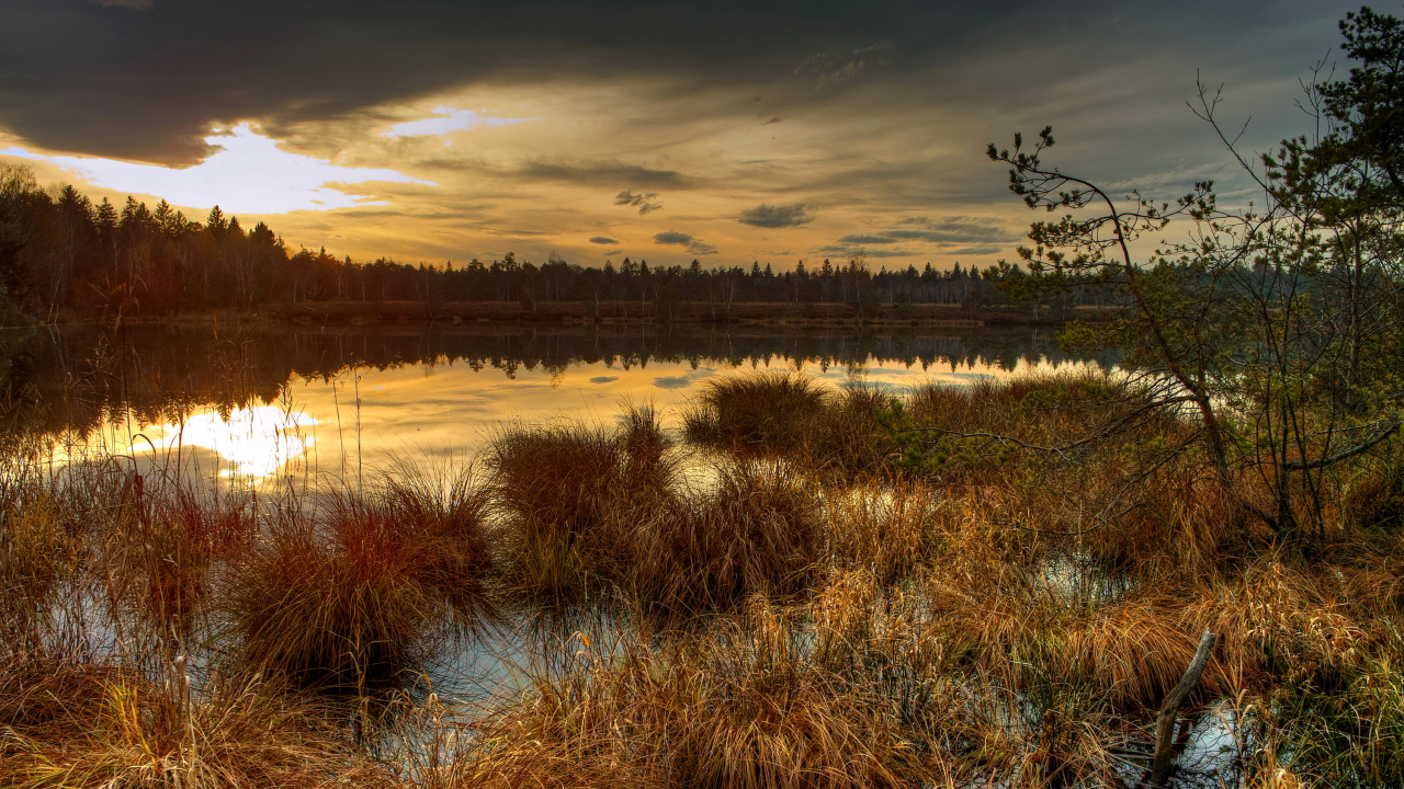 Braunes Gras in Der Nähe Eines Gewässers Während Des Sonnenuntergangs. Wallpaper in 1280x720 Resolution