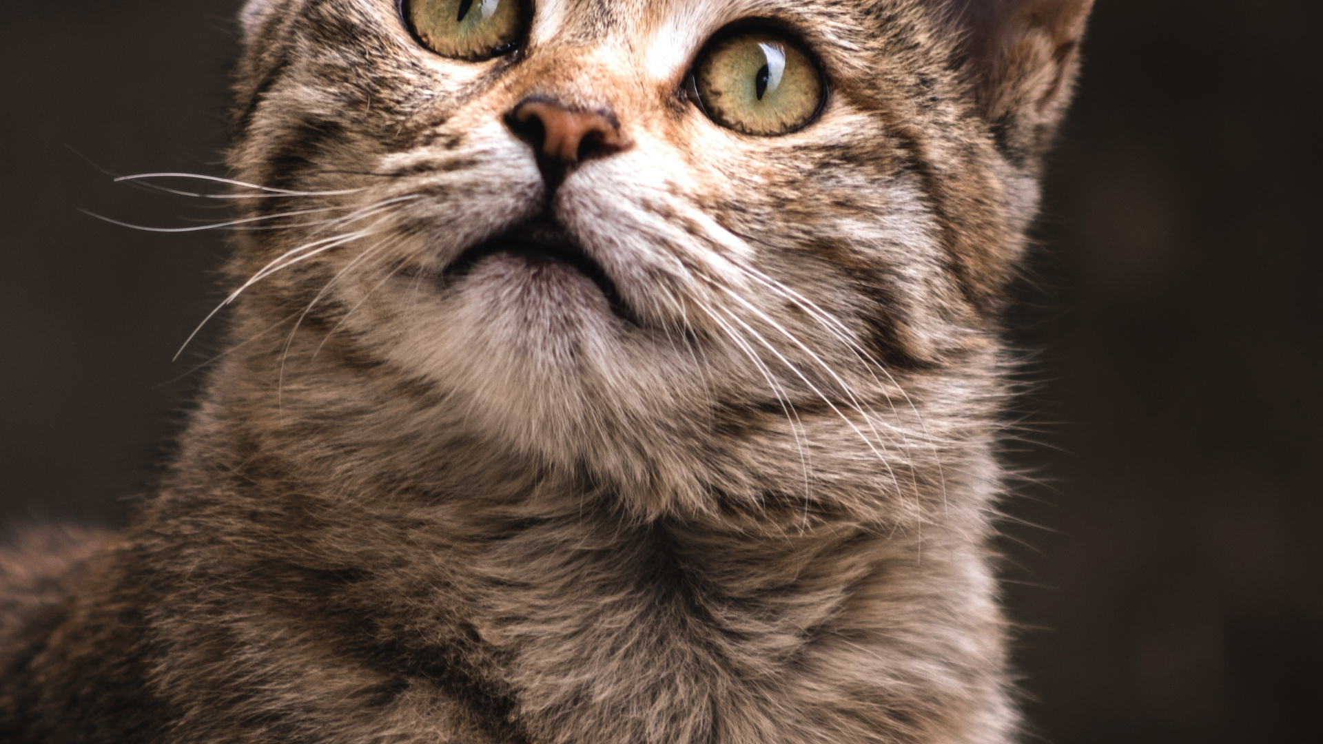 Abisinio, Gran Danés, Felidae, Espectáculo de Gatos, Registro de Gatos. Wallpaper in 1920x1080 Resolution