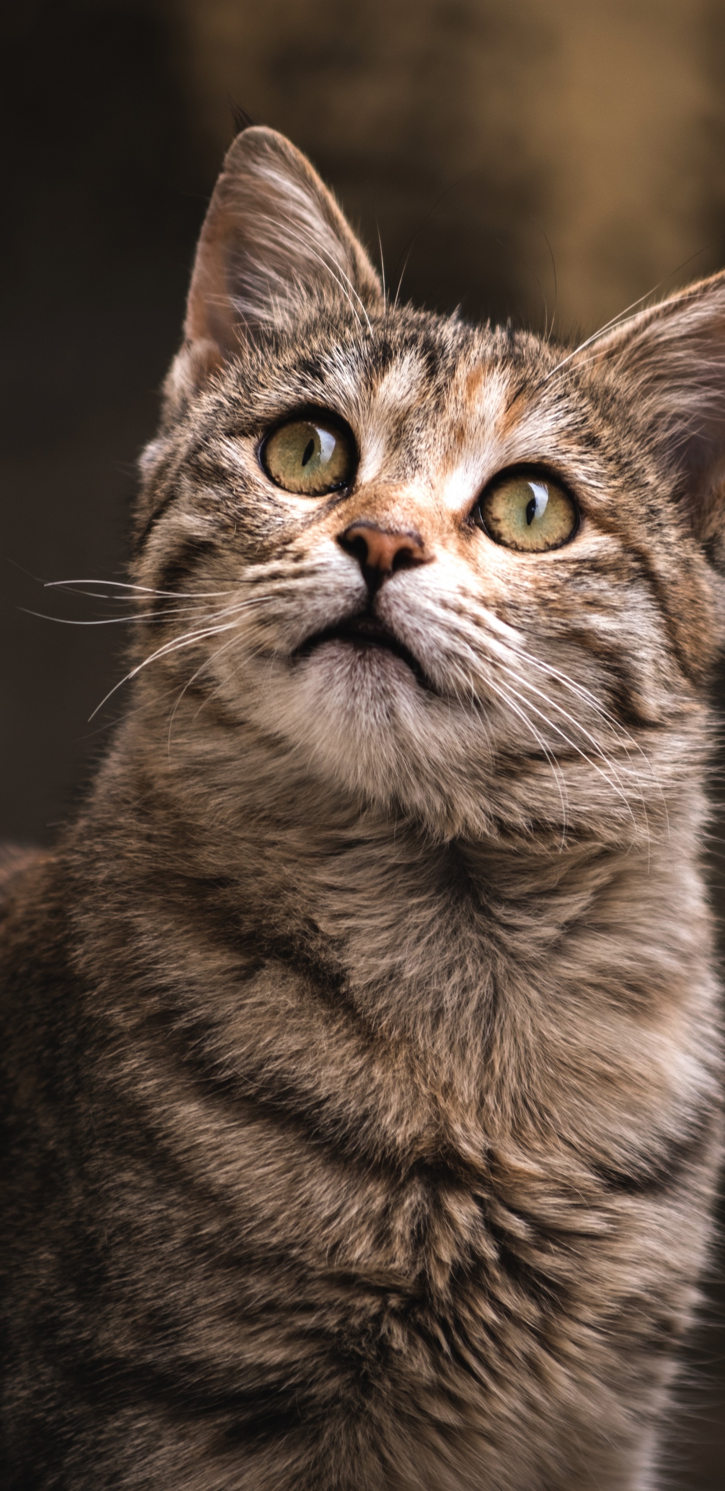 Abyssinian, Great Dane, Felidae, Cat Show, Cat Registry. Wallpaper in 1440x2960 Resolution