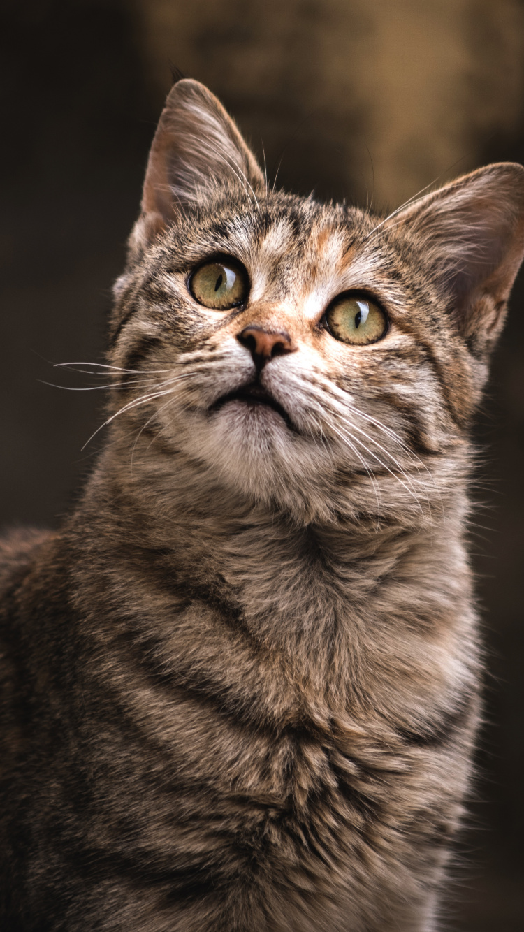 Abyssinian, Great Dane, Felidae, Cat Show, Cat Registry. Wallpaper in 750x1334 Resolution