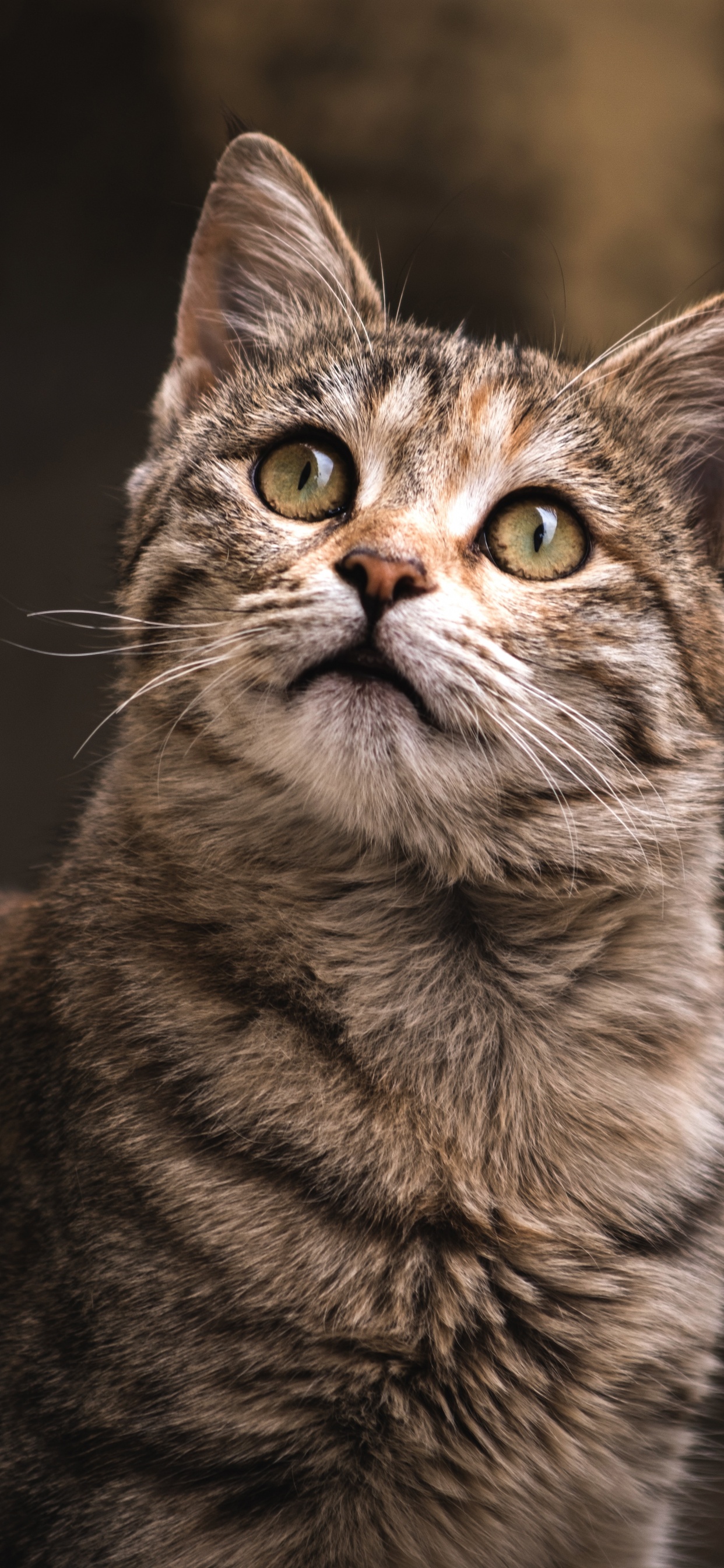 Abyssinie, Great Dane, Felidae, Spectacle Félin, Registre Des Chats. Wallpaper in 1242x2688 Resolution