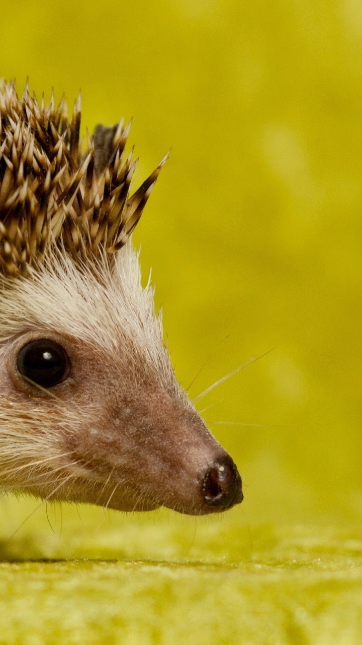 Weißer Und Schwarzer Igel Auf Gelber Fläche. Wallpaper in 720x1280 Resolution