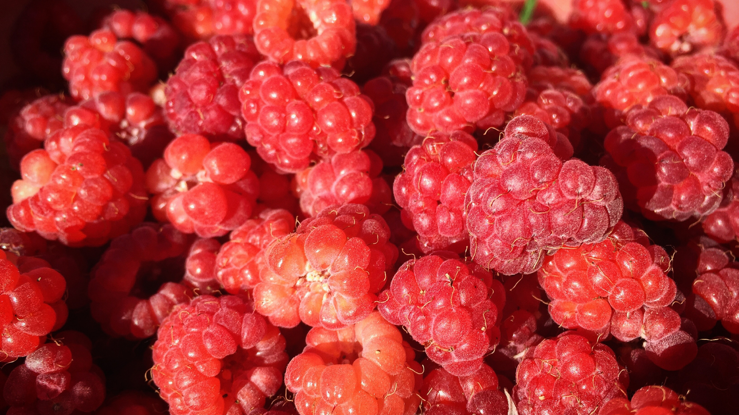 Fruits Ronds Roses en Photographie Rapprochée. Wallpaper in 2560x1440 Resolution