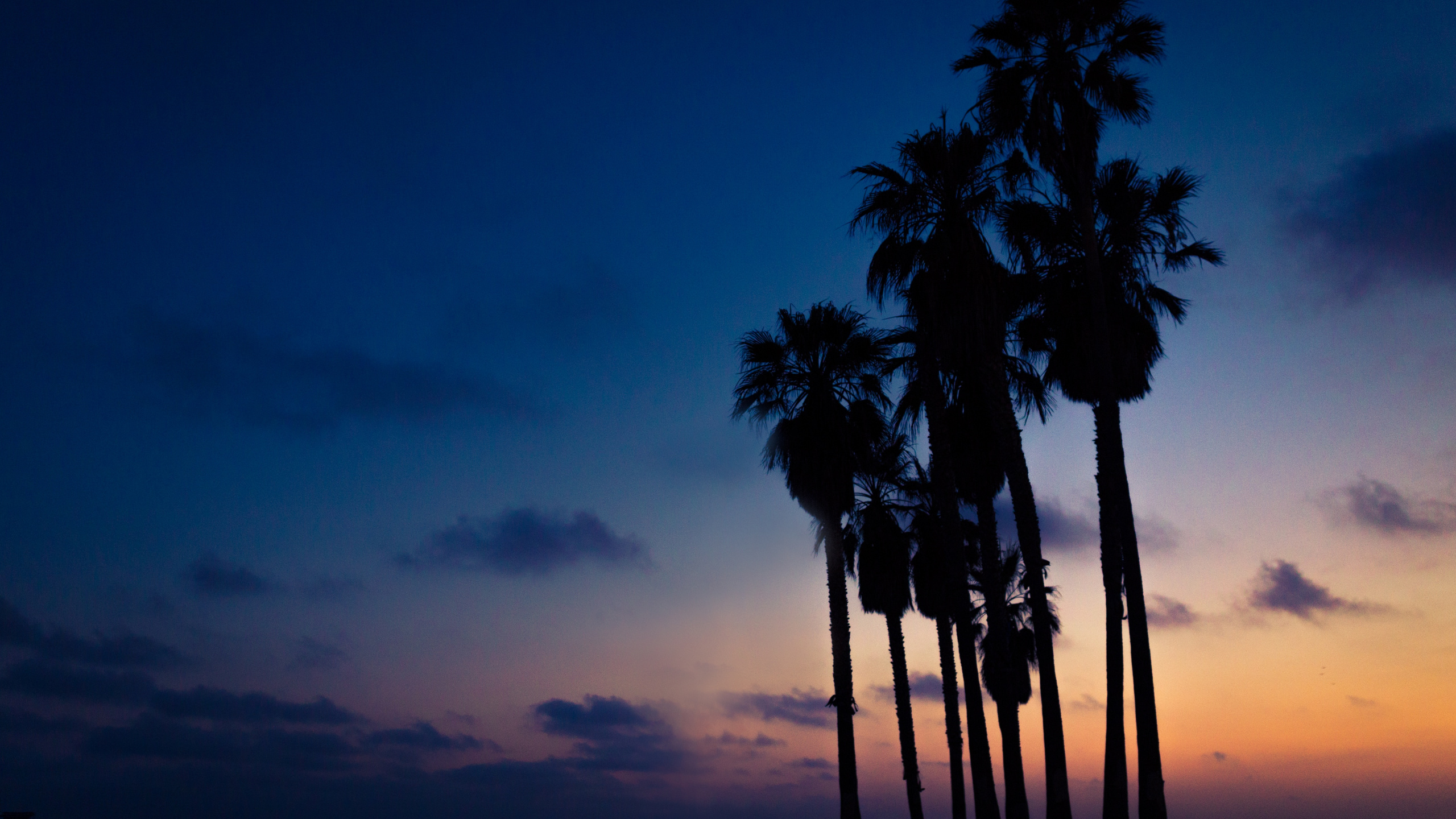 Silhouette of Palm Trees During Sunset. Wallpaper in 2560x1440 Resolution