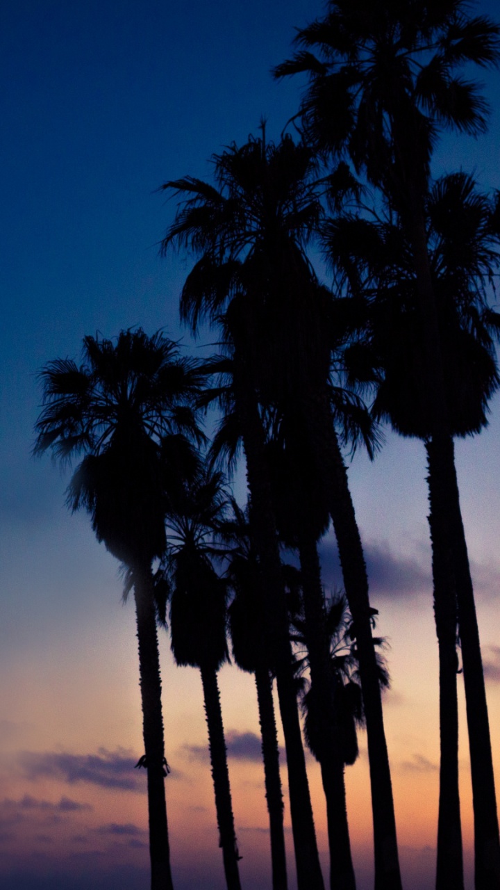 Silhouette of Palm Trees During Sunset. Wallpaper in 720x1280 Resolution