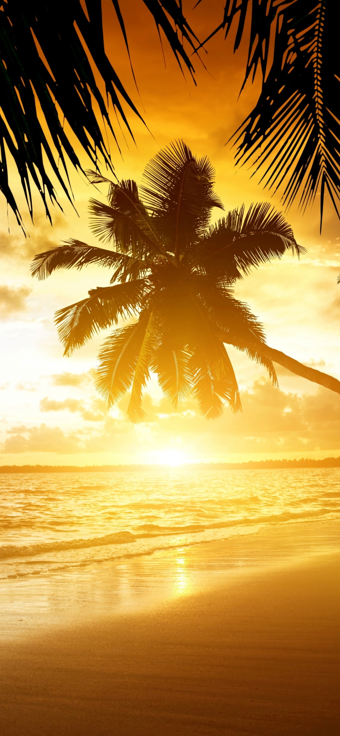 Coconut Tree Near Sea During Sunset. Wallpaper in 1125x2436 Resolution