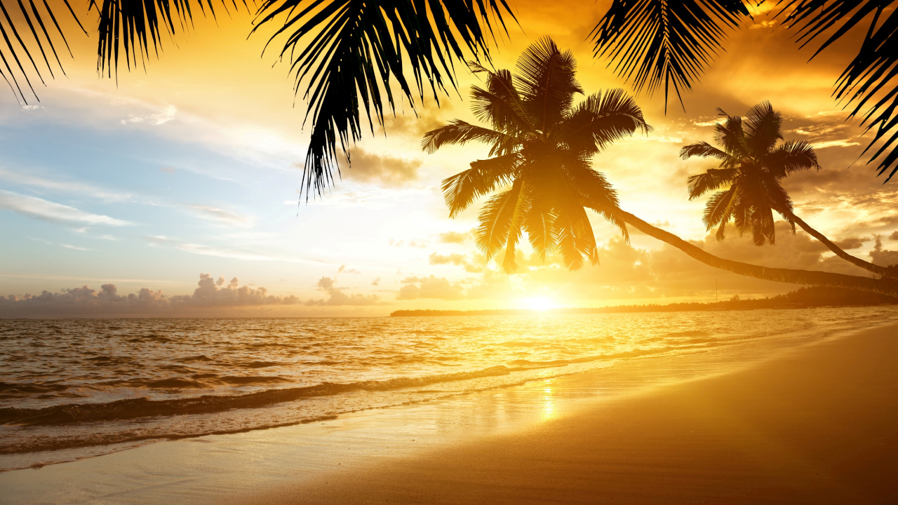 Coconut Tree Near Sea During Sunset. Wallpaper in 1280x720 Resolution