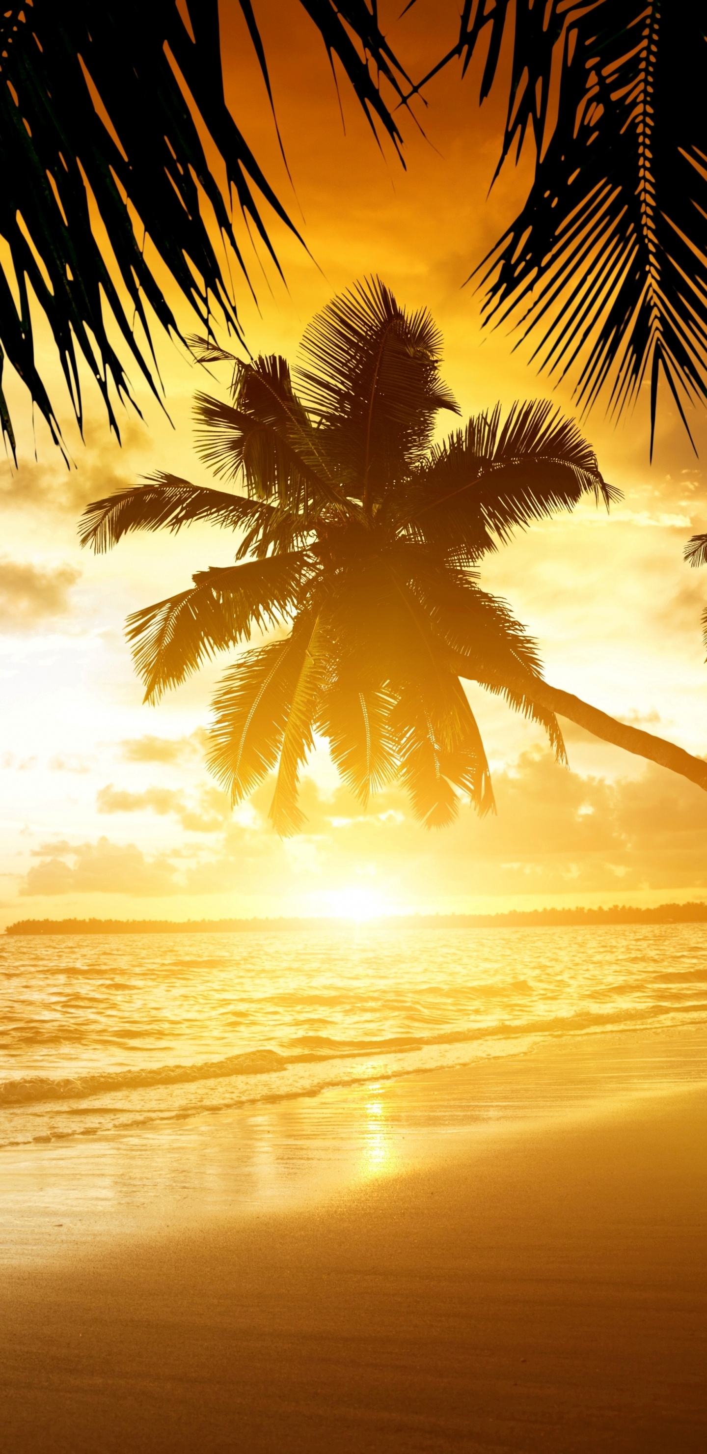 Coconut Tree Near Sea During Sunset. Wallpaper in 1440x2960 Resolution