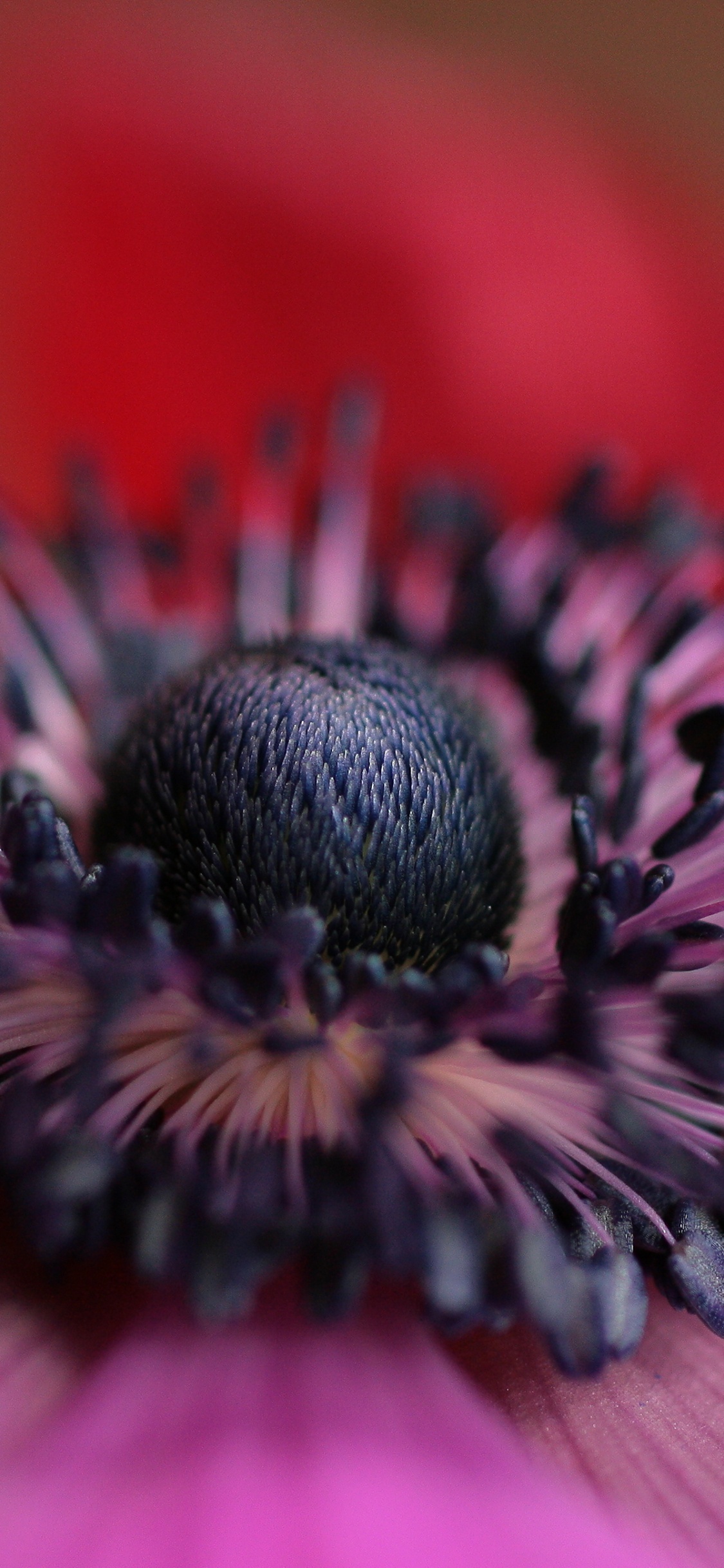 Fleur Rose et Noire en Macrophotographie. Wallpaper in 1125x2436 Resolution