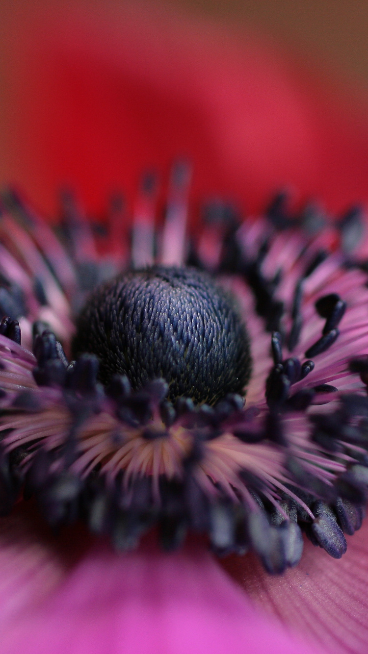 Flor Rosa y Negra en Fotografía Macro. Wallpaper in 750x1334 Resolution