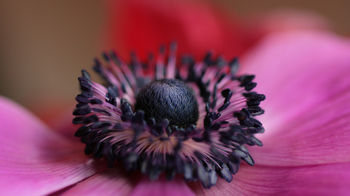 花粉, 粉红色, 关闭了, 电视, 显花植物 壁纸 1366x768 允许