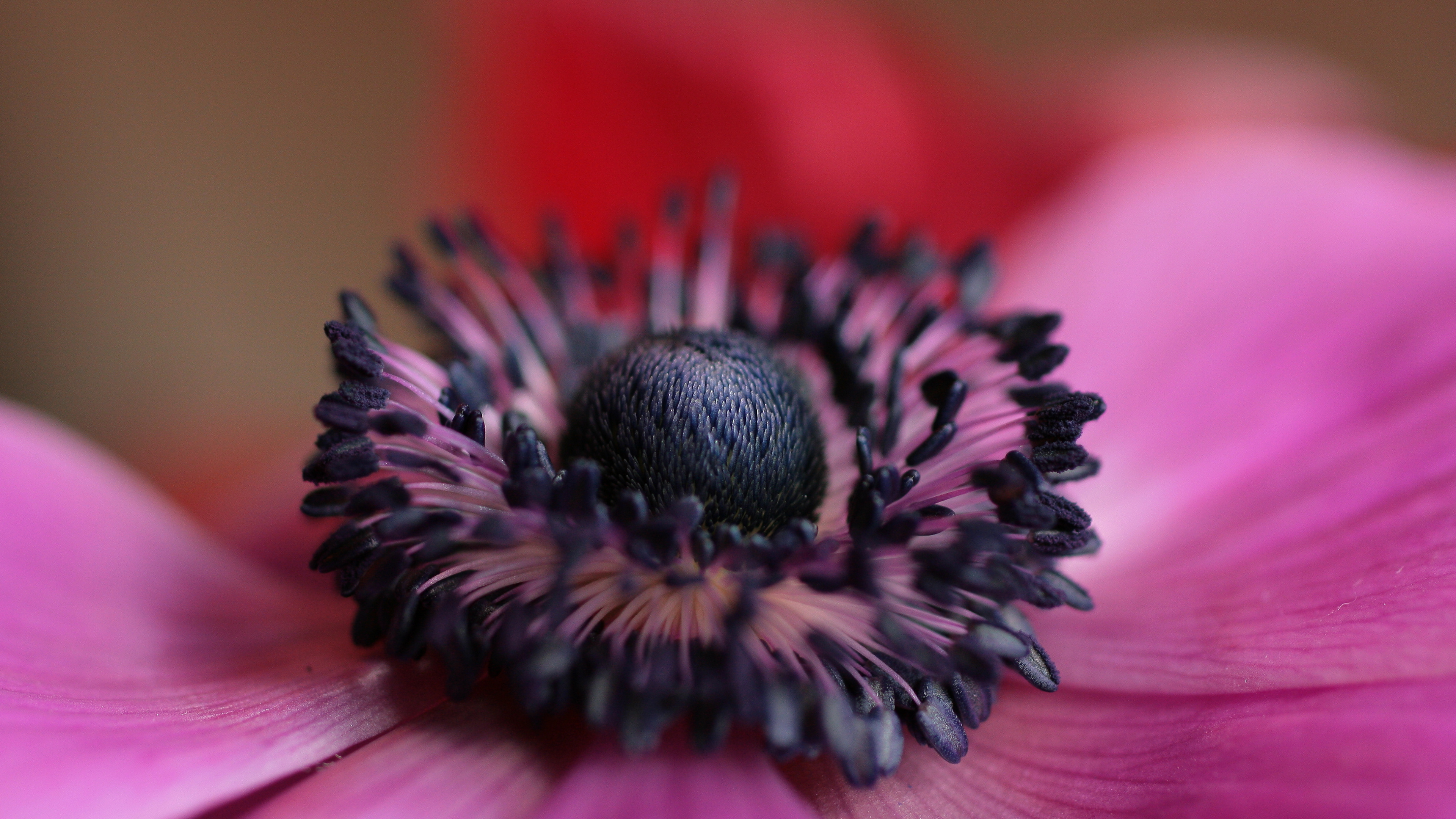 花粉, 粉红色, 关闭了, 电视, 显花植物 壁纸 3840x2160 允许