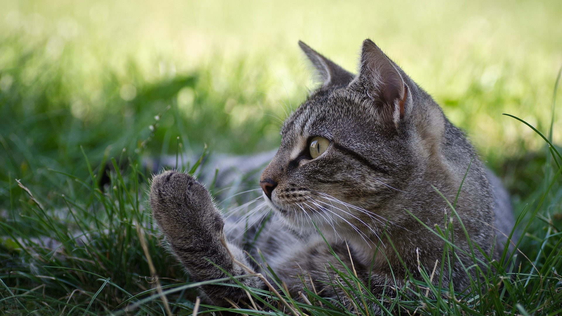 Chat Tigré Argenté Sur L'herbe Verte Pendant la Journée. Wallpaper in 1920x1080 Resolution
