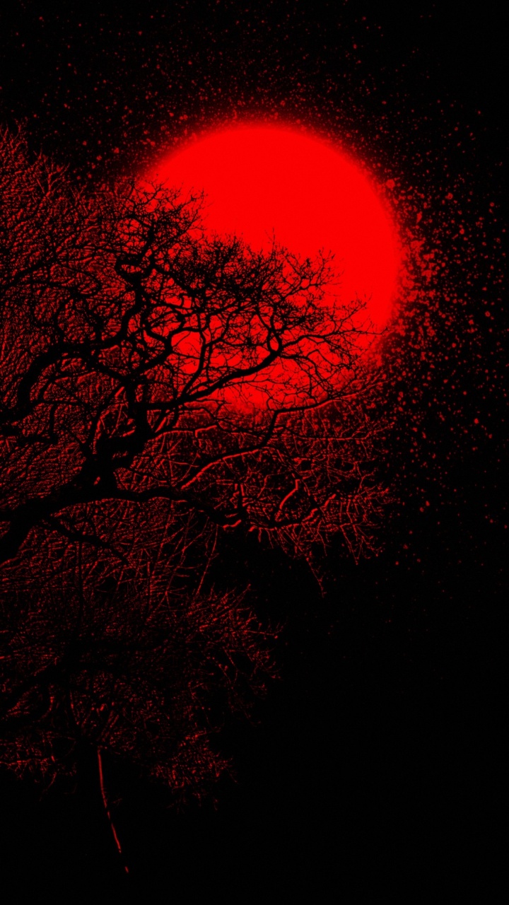 Atmosphäre, Zweig, Pink, Baum, Astronomisches Objekt. Wallpaper in 720x1280 Resolution