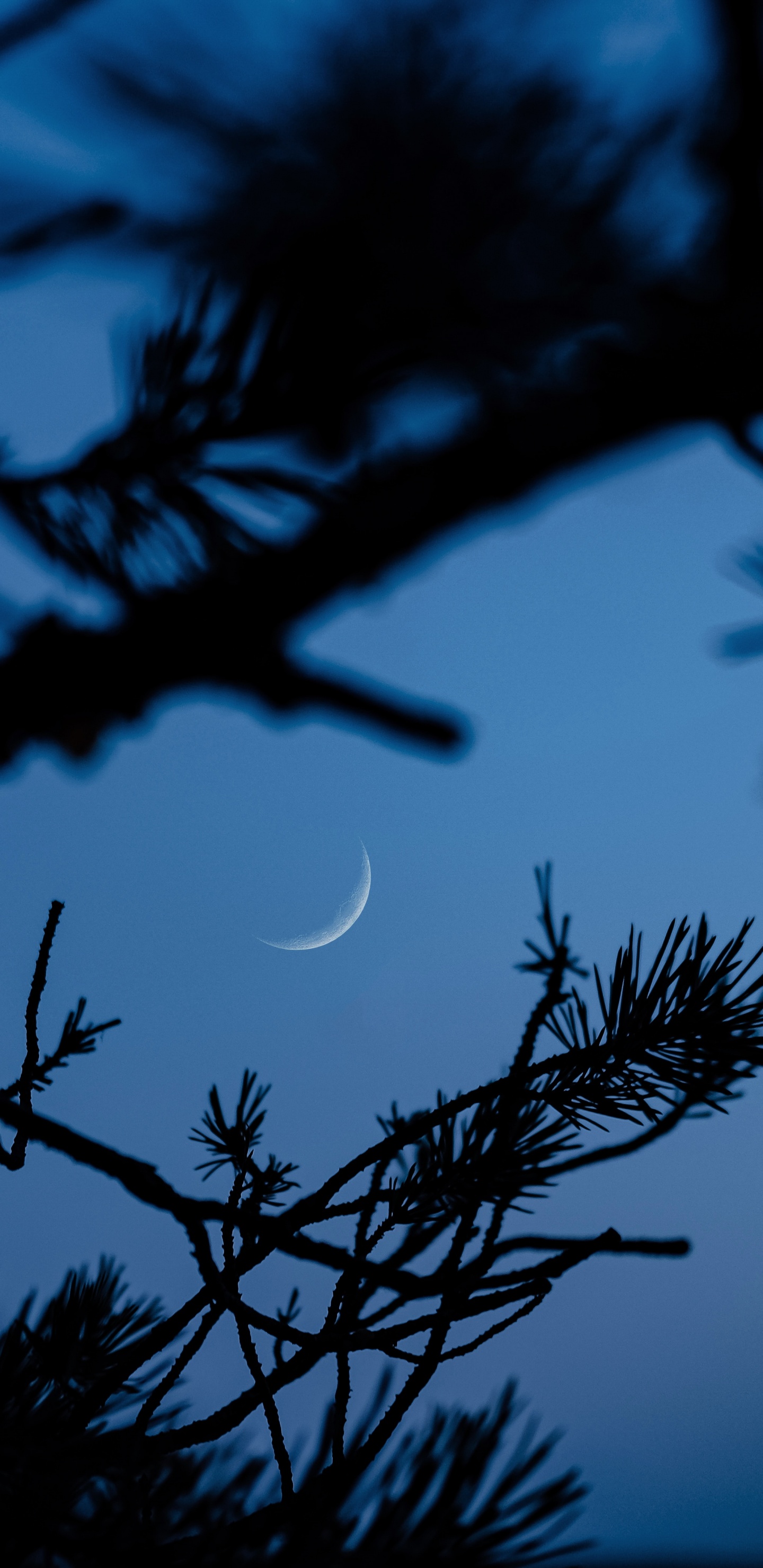 Sucursal, Azul, Naturaleza, Ramita, Planta Leñosa. Wallpaper in 1440x2960 Resolution