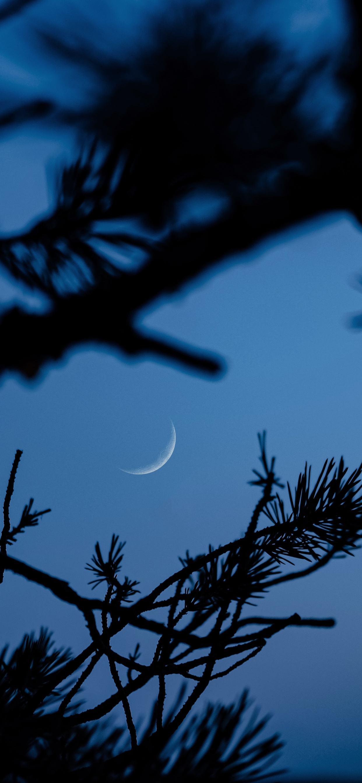 Branch, Blau, Baum, Natur, Zweig. Wallpaper in 1242x2688 Resolution